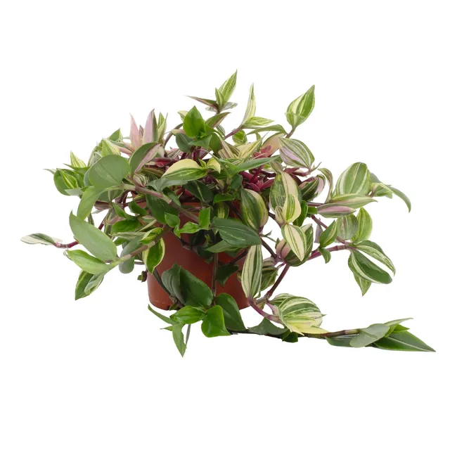 green-guardia-unsere-pflanzen-tradescantia-pink-pampas-12cm-topf image 1