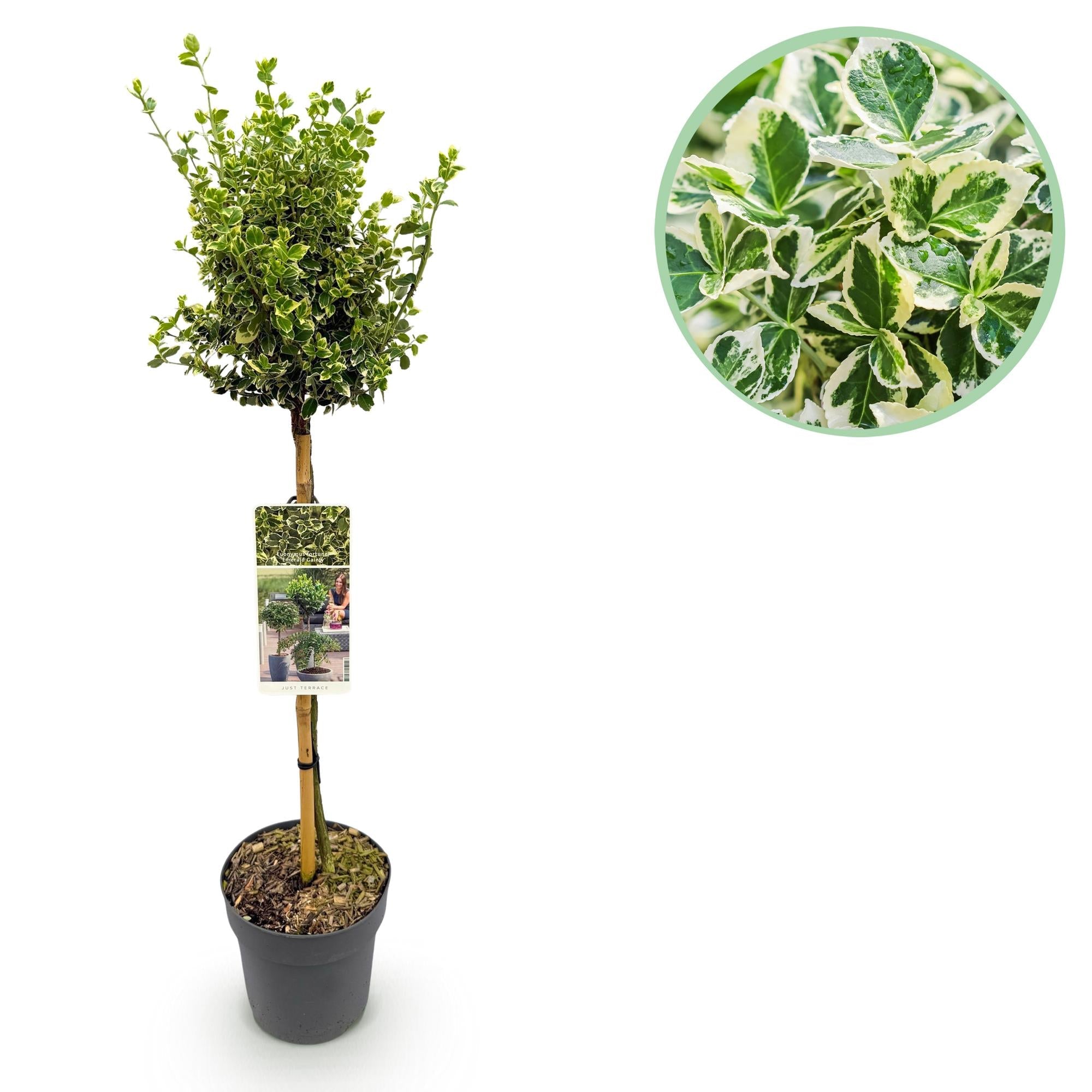 green-guardia-euonymus-emerald-gaiety-st-mmchen-90cm image 1