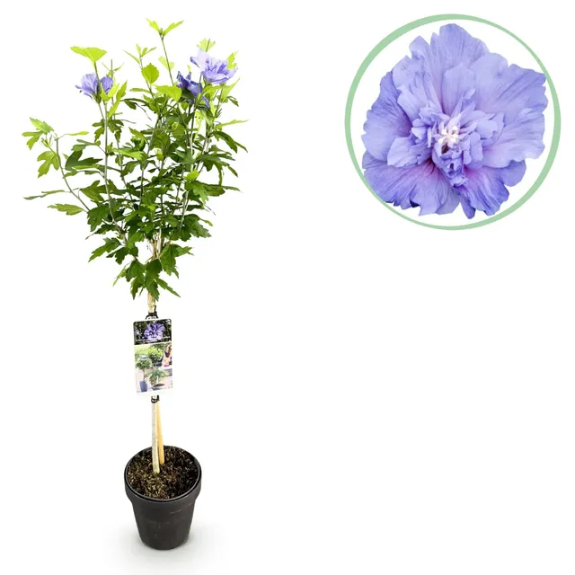 green-guardia-hibiskus-blue-chiffon-stamm-90-cm-19-cm-topf image 1