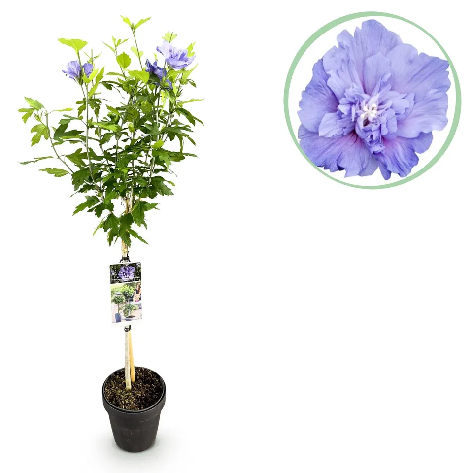 green-guardia-hibiskus-blue-chiffon-stamm-90-cm-19-cm-topf image 1