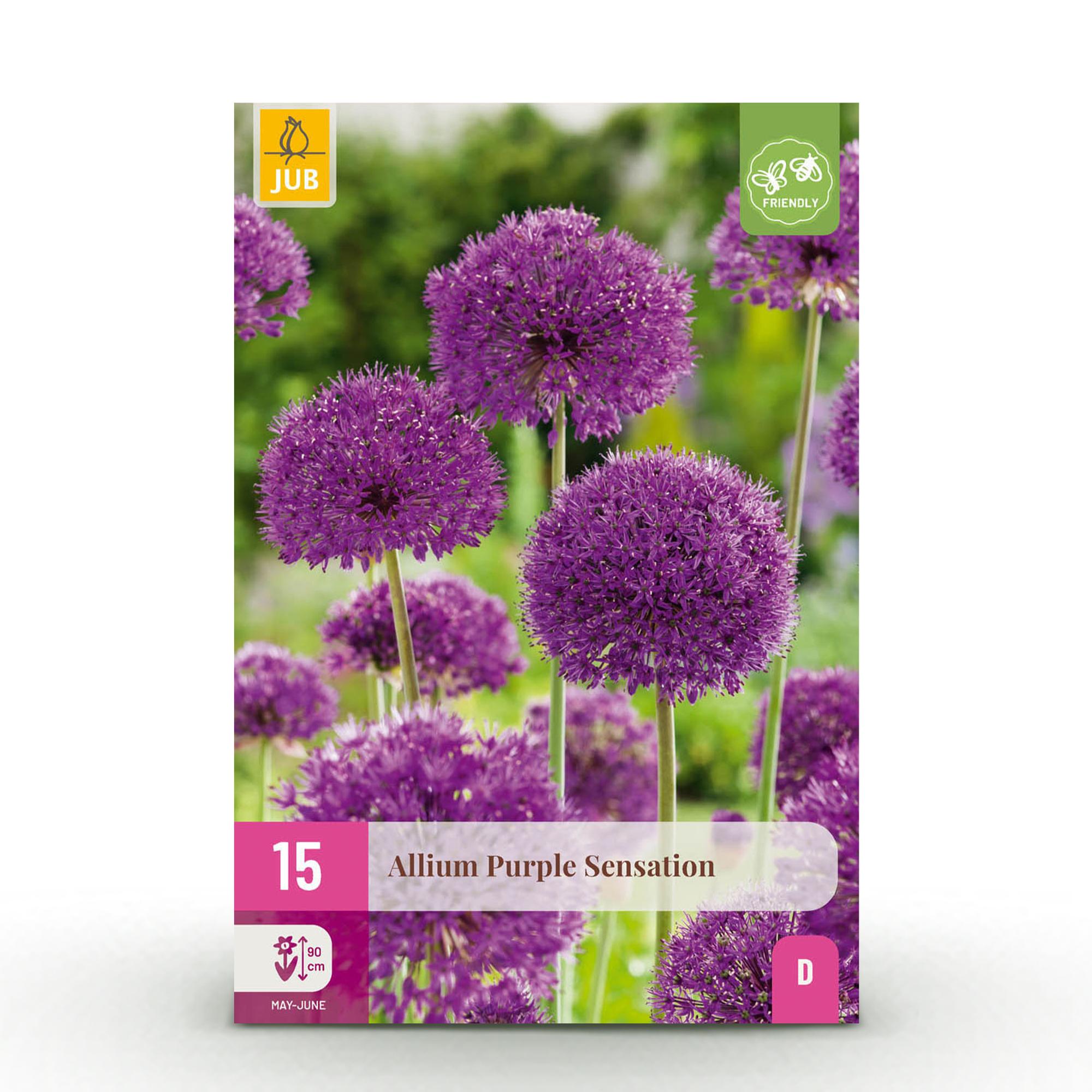 green-guardia-unsere-pflanzen-allium-purple-sensation-15-zwiebeln image 1
