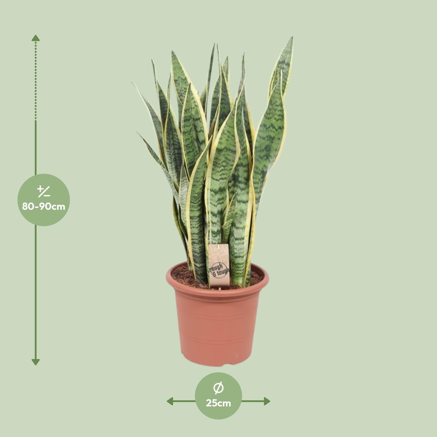green-guardia-unsere-pflanzen-sansevieria-laurentii-bogenhanf-40-85-cm image 5