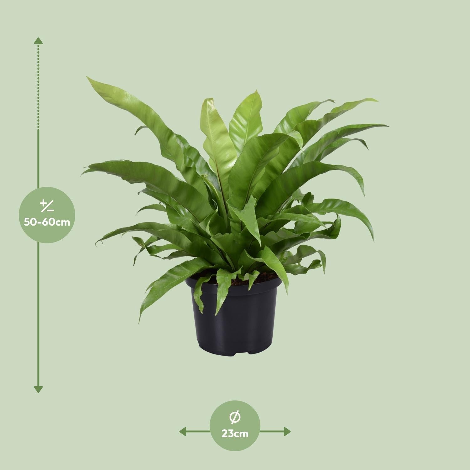 green-guardia-unsere-pflanzen-asplenium-nestfarn-17-cm-45-cm image 7