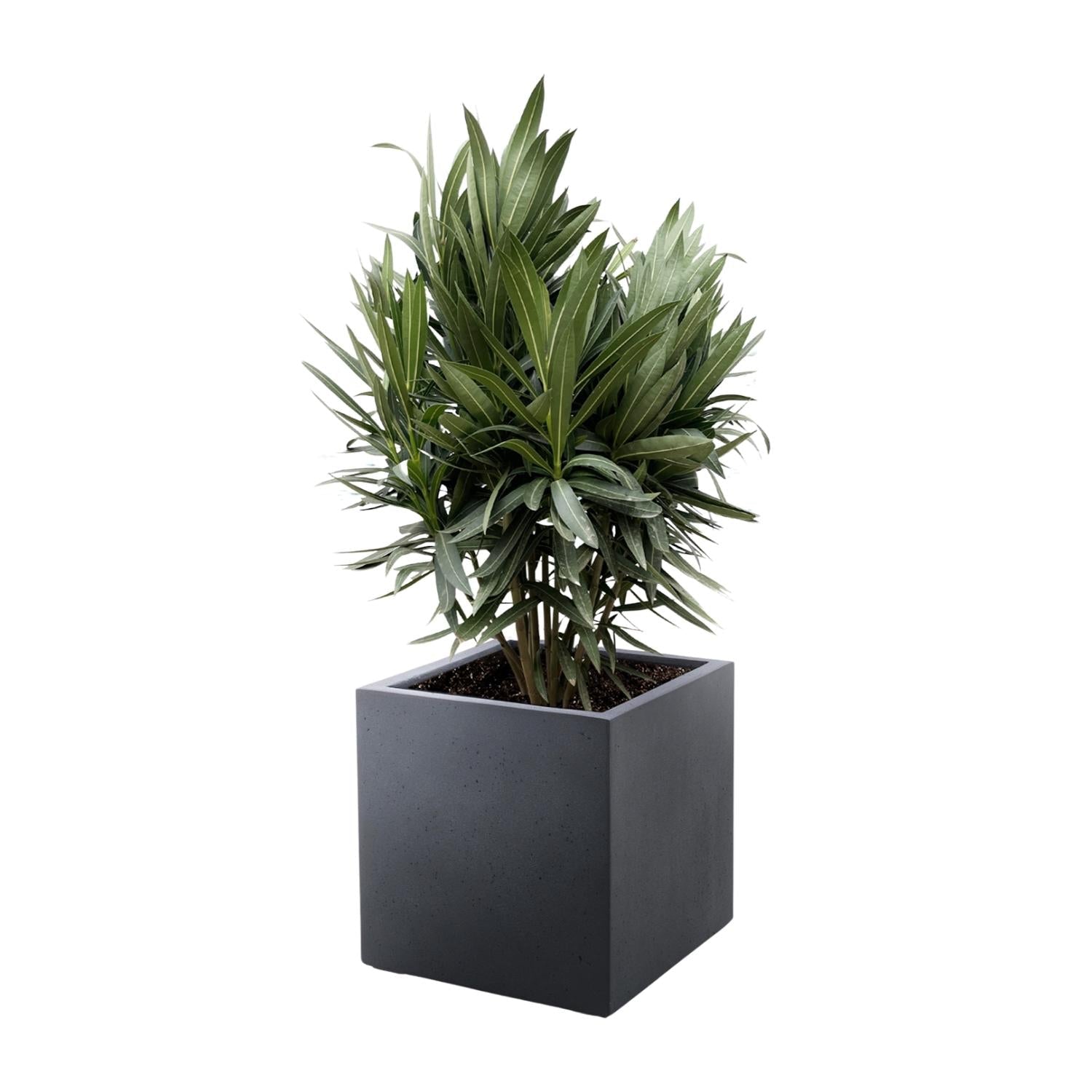 green-guardia-oleander-nerium-oleander-bl-hstrauch-70cm-19 image 1