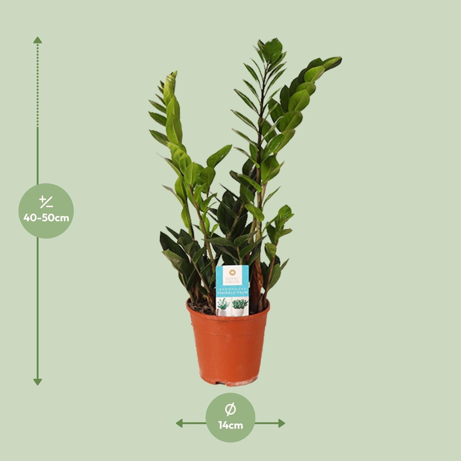 green-guardia-zamioculcas-gl-cksfeder-pflanze-50cm-14cm image 5