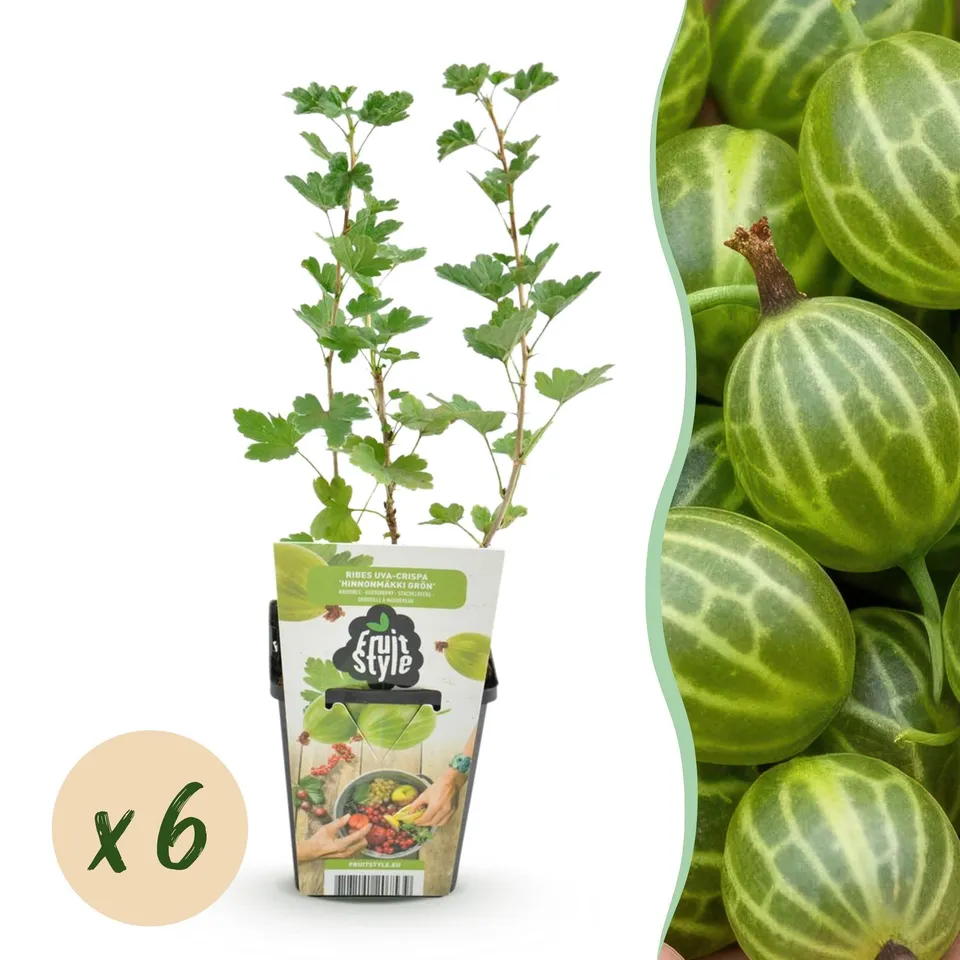 green-guardia-unsere-pflanzen-stachelbeere-hinnonm-ki-obstpflanze-3-pfl image 1