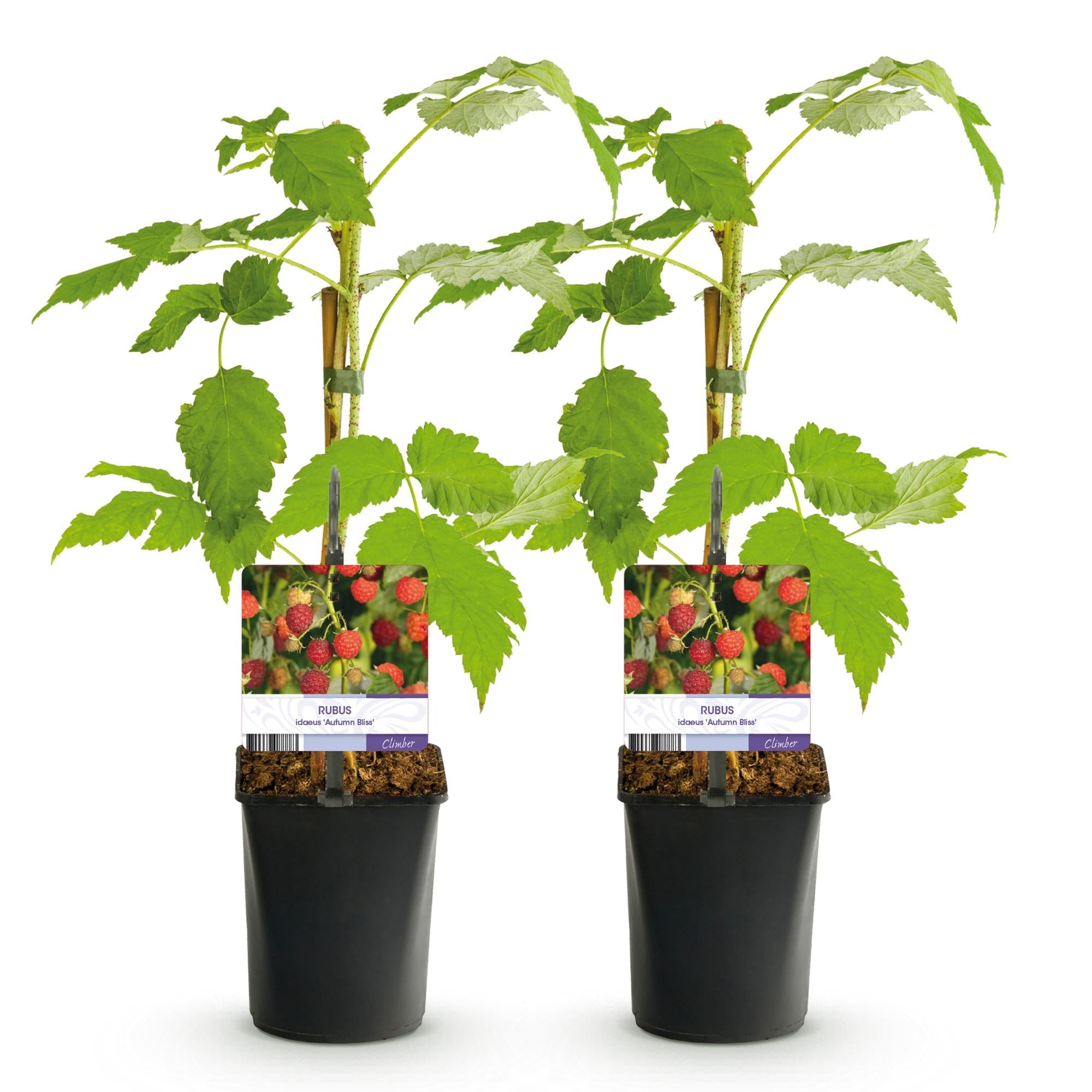 green-guardia-unsere-pflanzen-himbeere-autumn-bliss-pflanze-2x-11-cm-topf-rot image 3