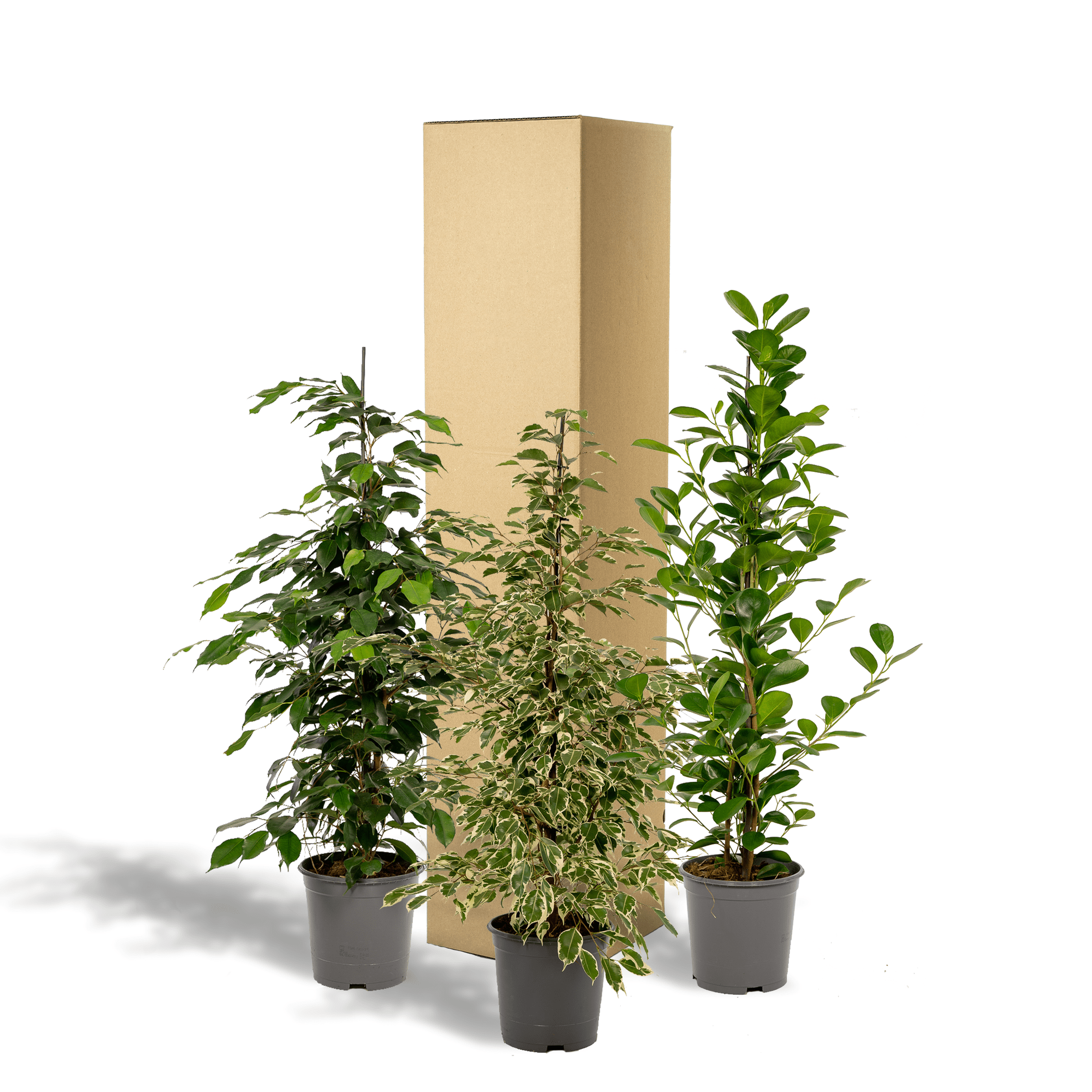 green-guardia-unsere-pflanzen-ficus-set-3-pflanzen-21cm-topf-95cm image 2