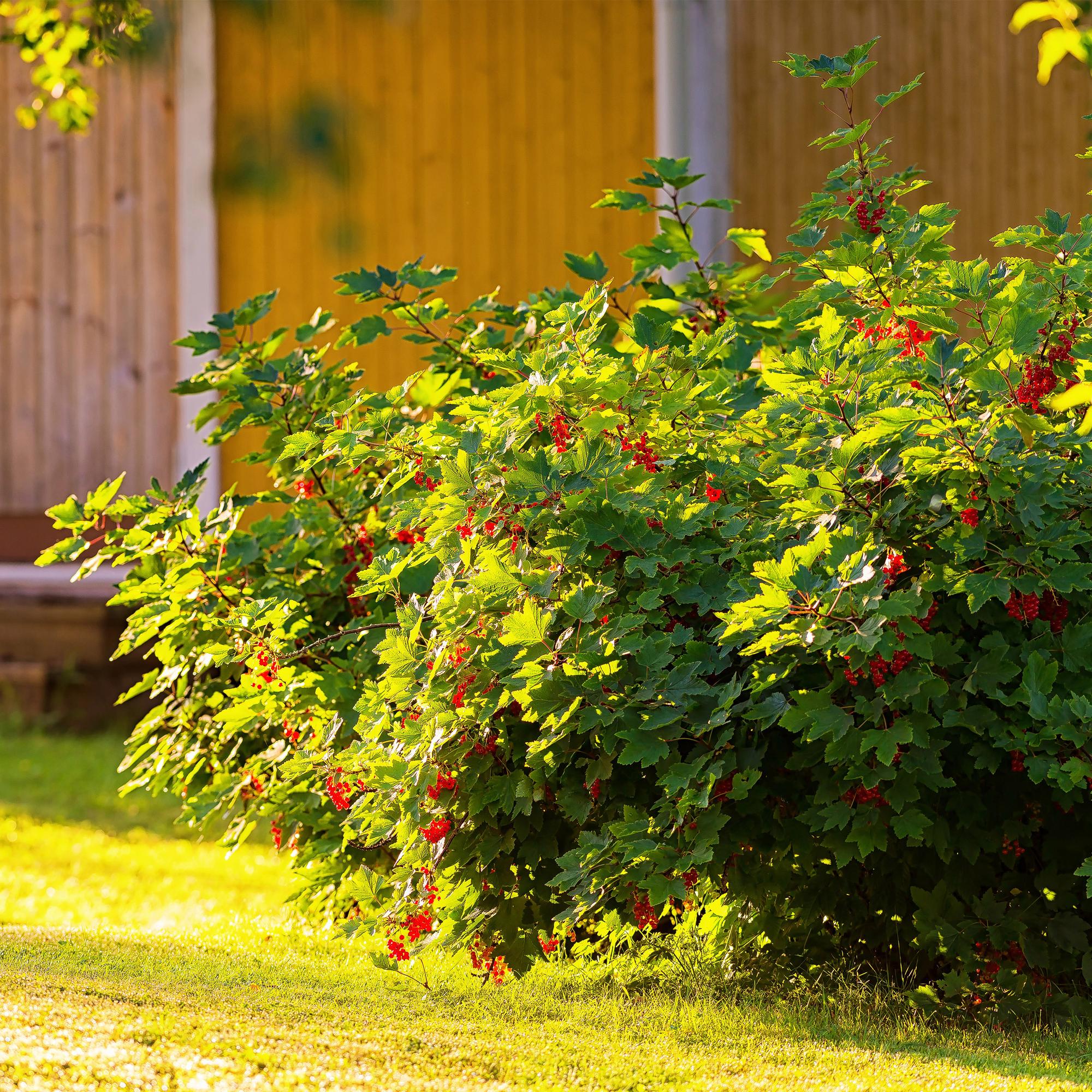 green-guardia-unsere-pflanzen-rote-johannisbeere-2-pflanzen-vitaminreich image 4