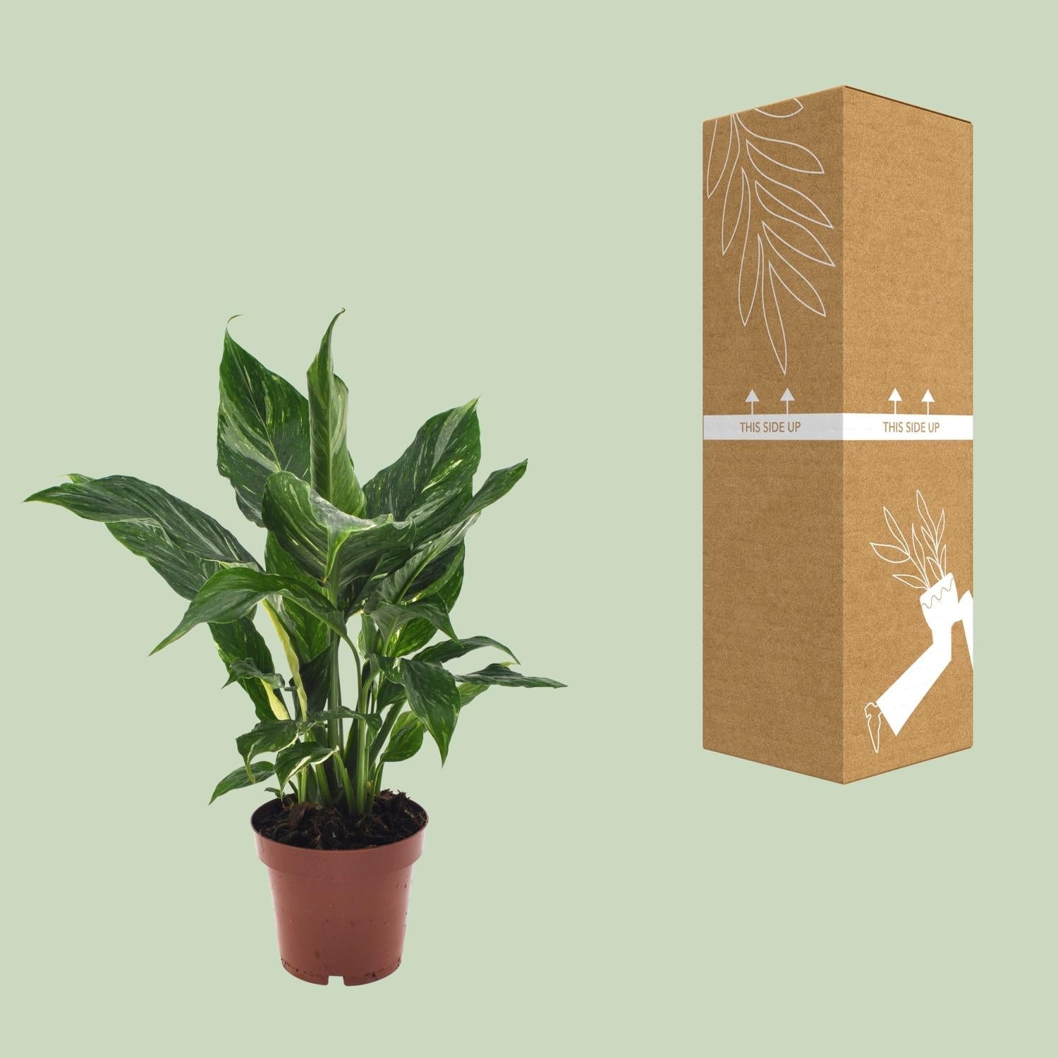 green-guardia-spathiphyllum-diamond-einblatt-12-cm-topf-wei image 3