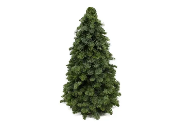 green-guardia-unsere-pflanzen-nobilis-tanne-weihnachtsbaum-30-60-cm image 1
