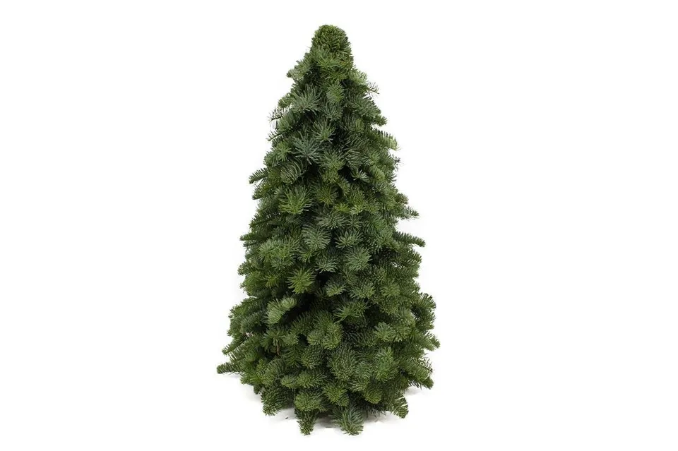 green-guardia-unsere-pflanzen-nobilis-tanne-weihnachtsbaum-30-60-cm image 1