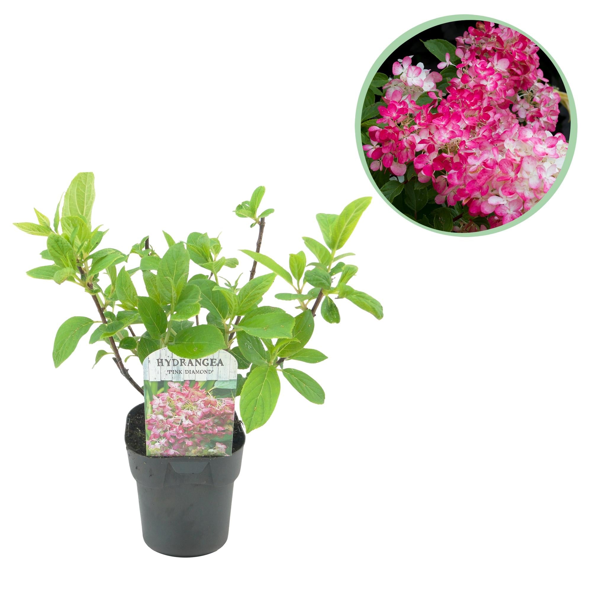 green-guardia-pink-diamond-rispenhortensie-17cm-topf-wei-rosa image 1