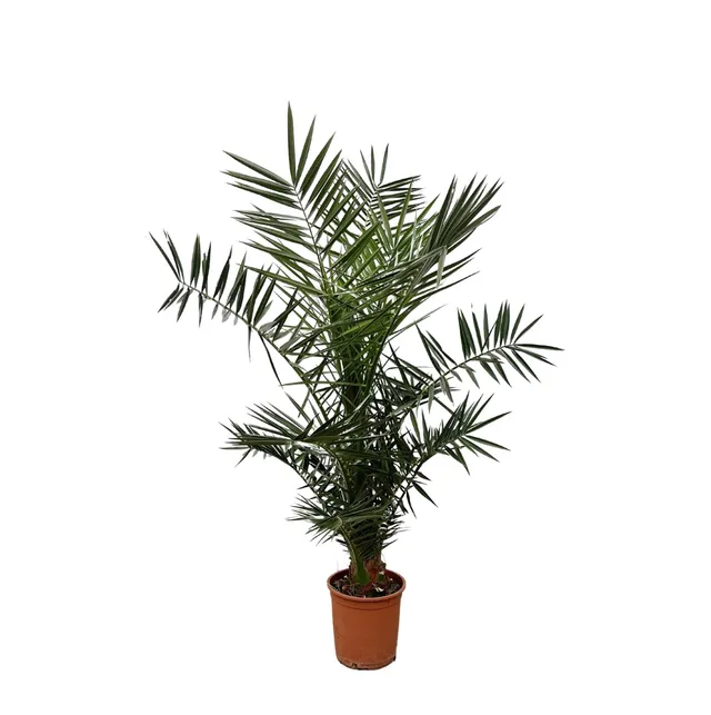 green-guardia-phoenix-canariensis-palme-140-cm-21-cm-topf image 1