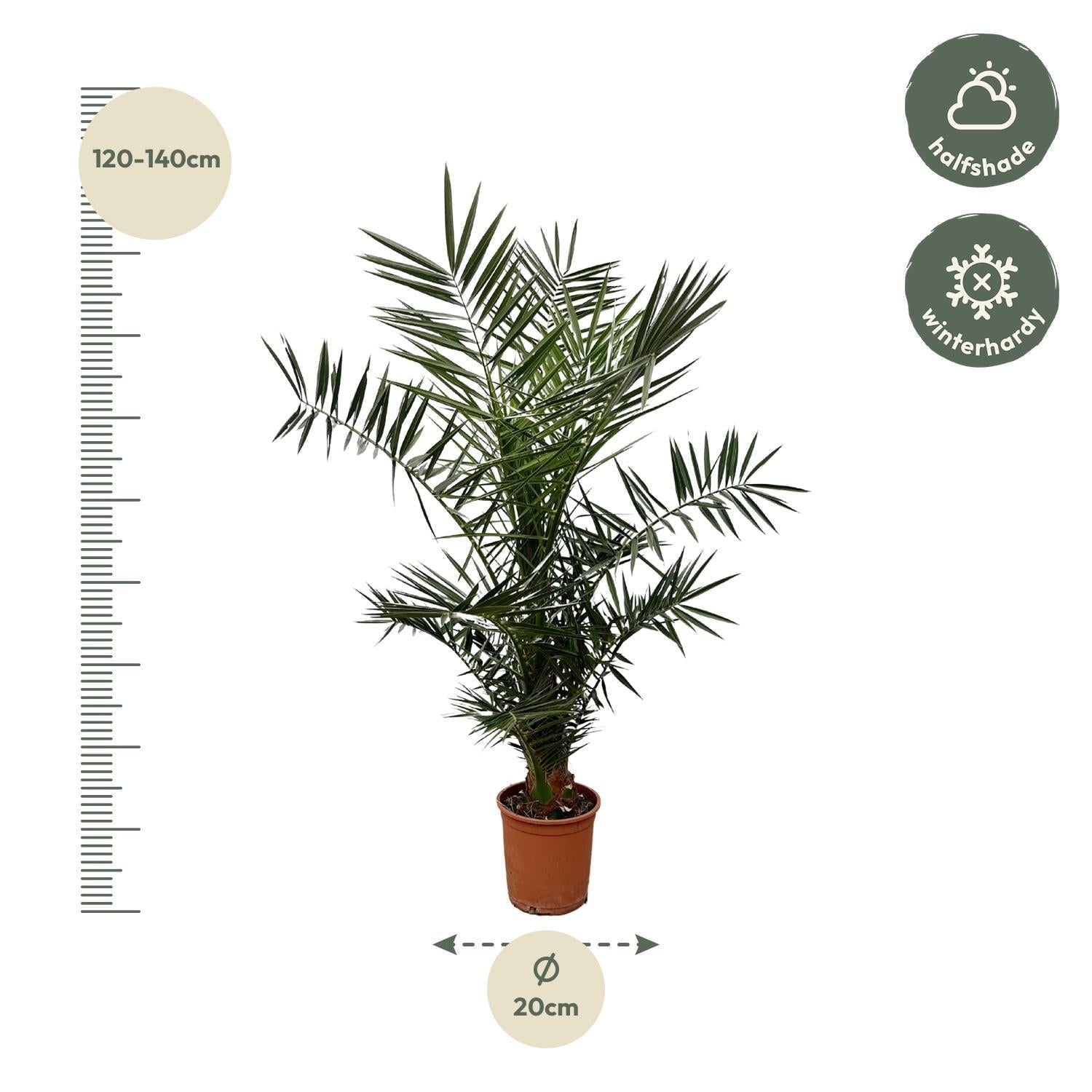 green-guardia-phoenix-canariensis-palme-140-cm-21-cm-topf image 2