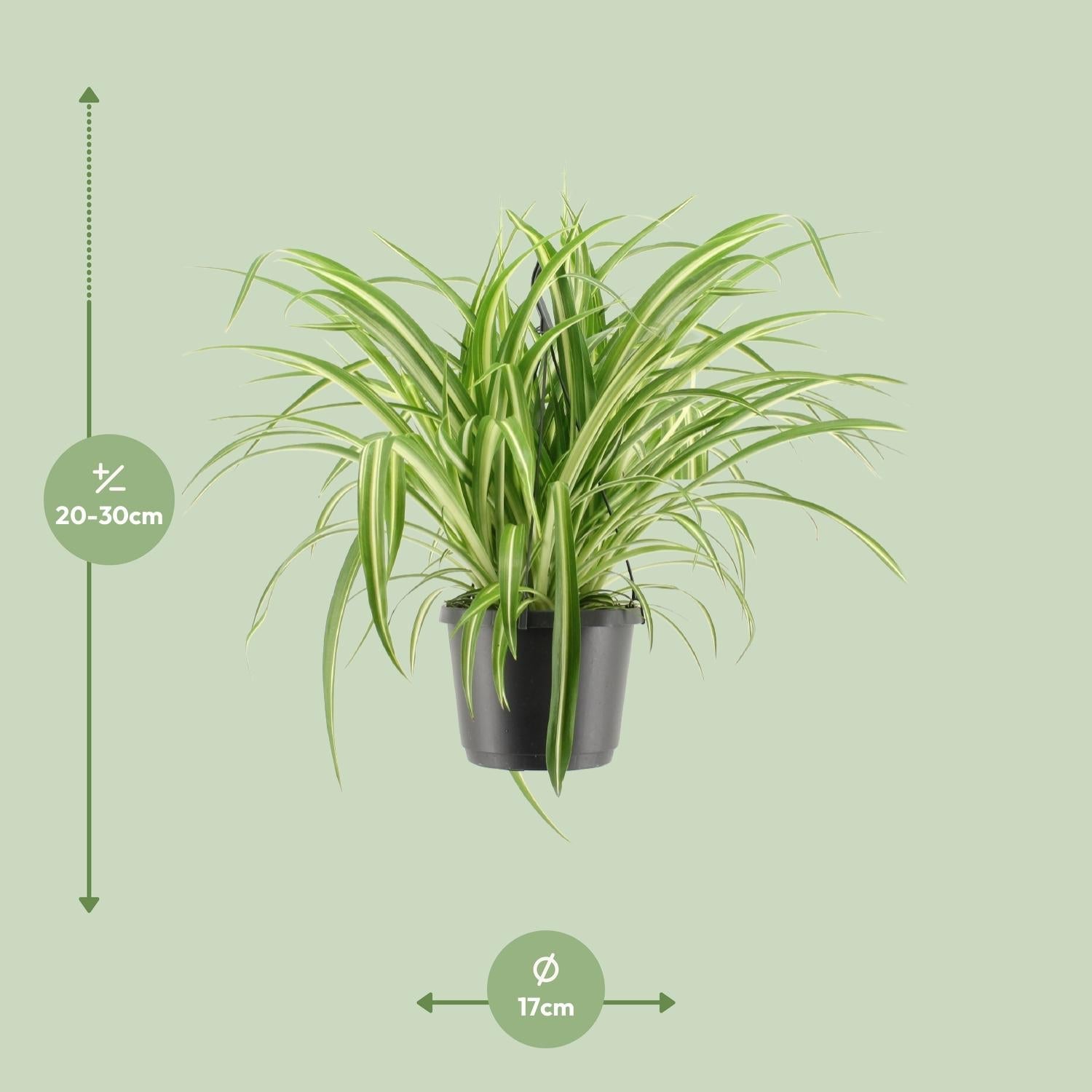 green-guardia-chlorophytum-variegatum-gr-nlilie-55-cm image 5