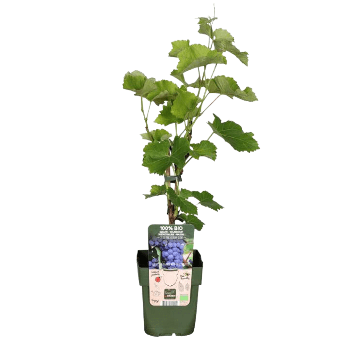 green-guardia-weinrebe-bio-kletterpflanze-3-pflanzen-13cm-sonnig image 1