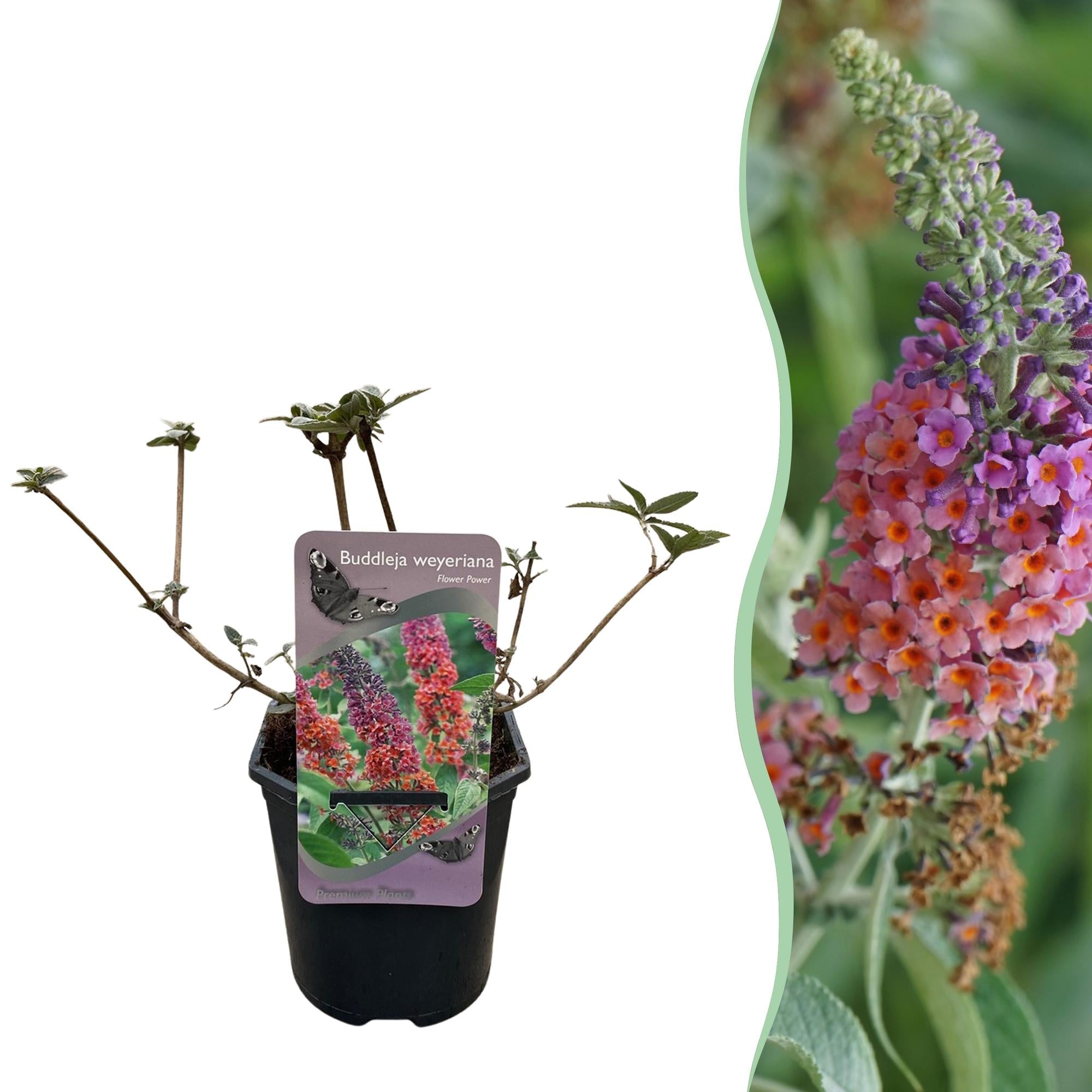 green-guardia-buddleja-flower-power-schmetterlingsstrauch-1-pflanze image 1