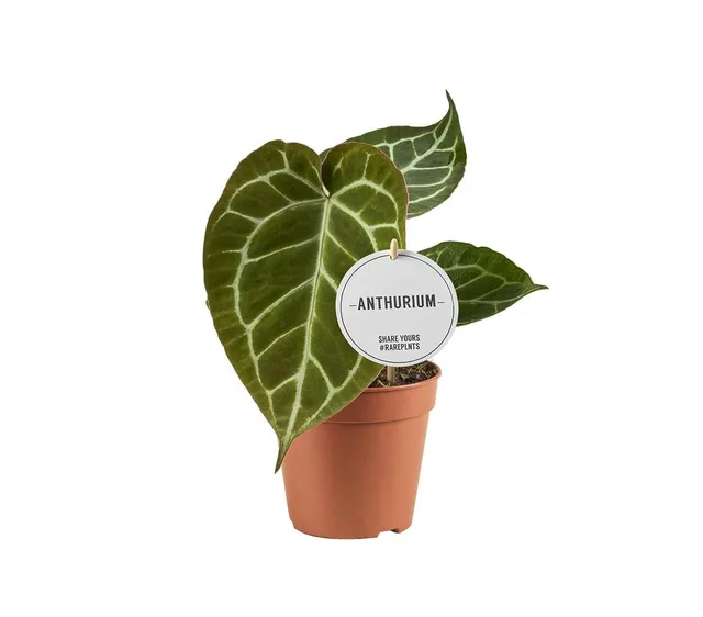 green-guardia-unsere-pflanzen-anthurium-crystallinum-flamingoblume-12-cm-topf image 1