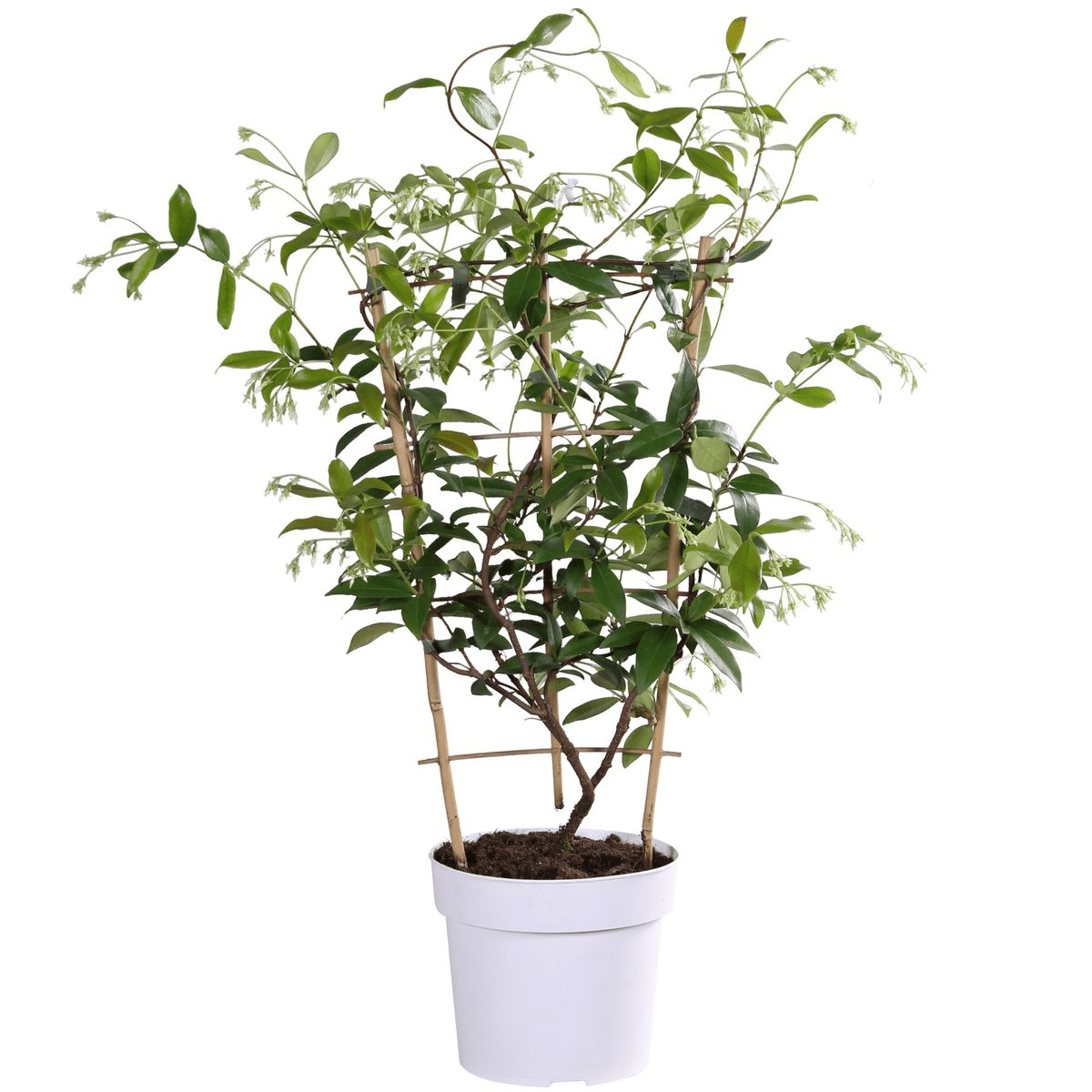 green-guardia-unsere-pflanzen-jasmin-star-of-toscana-gelb-15cm-topf image 4