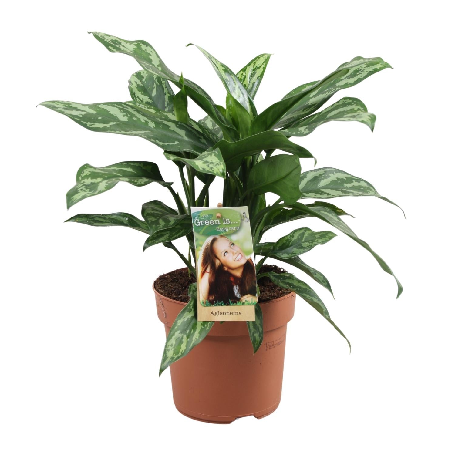 green-guardia-unsere-pflanzen-aglaonema-kolbenfaden-zimmerpflanze-35-80-cm image 2
