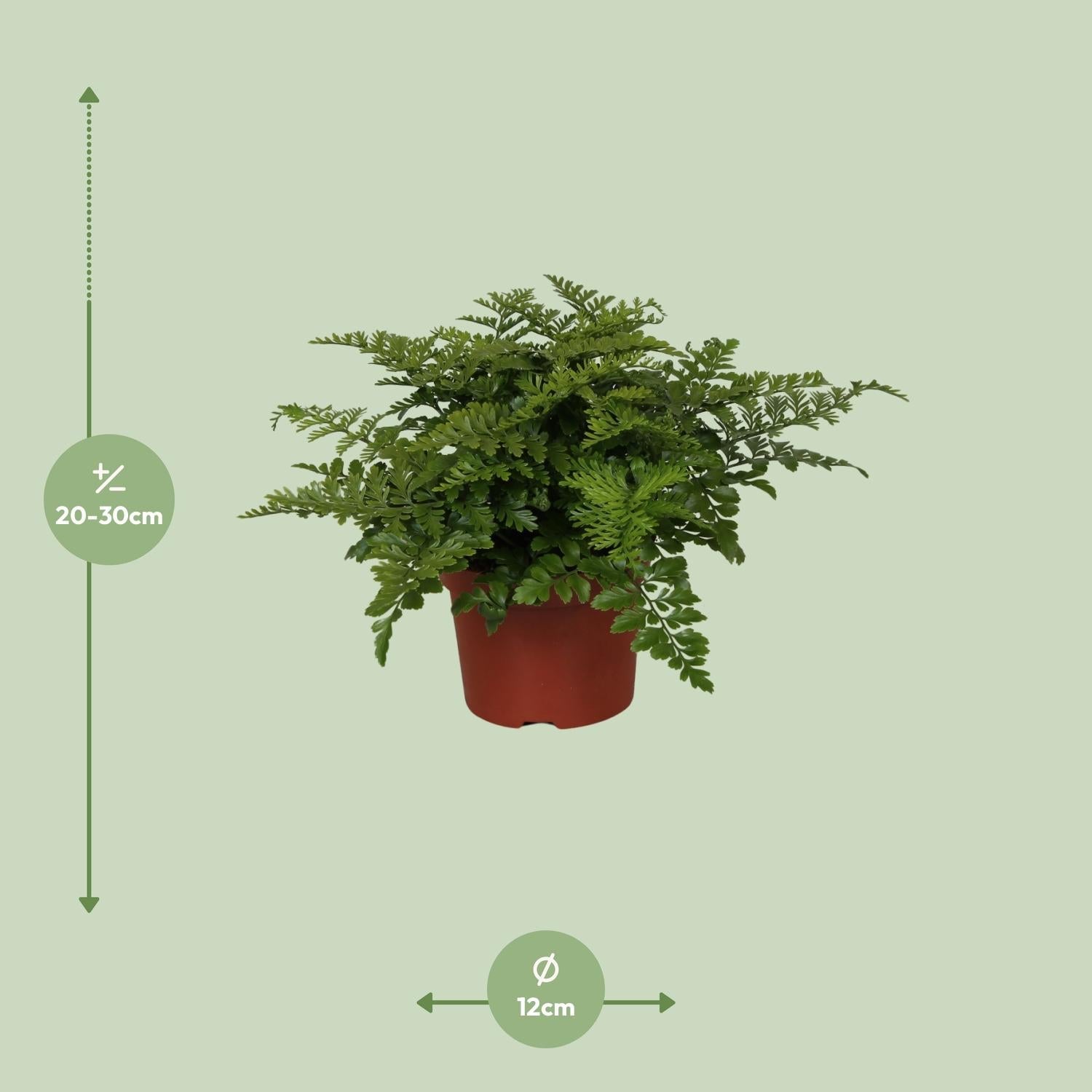 green-guardia-unsere-pflanzen-asplenium-parvati-nestfarn-25-cm image 4