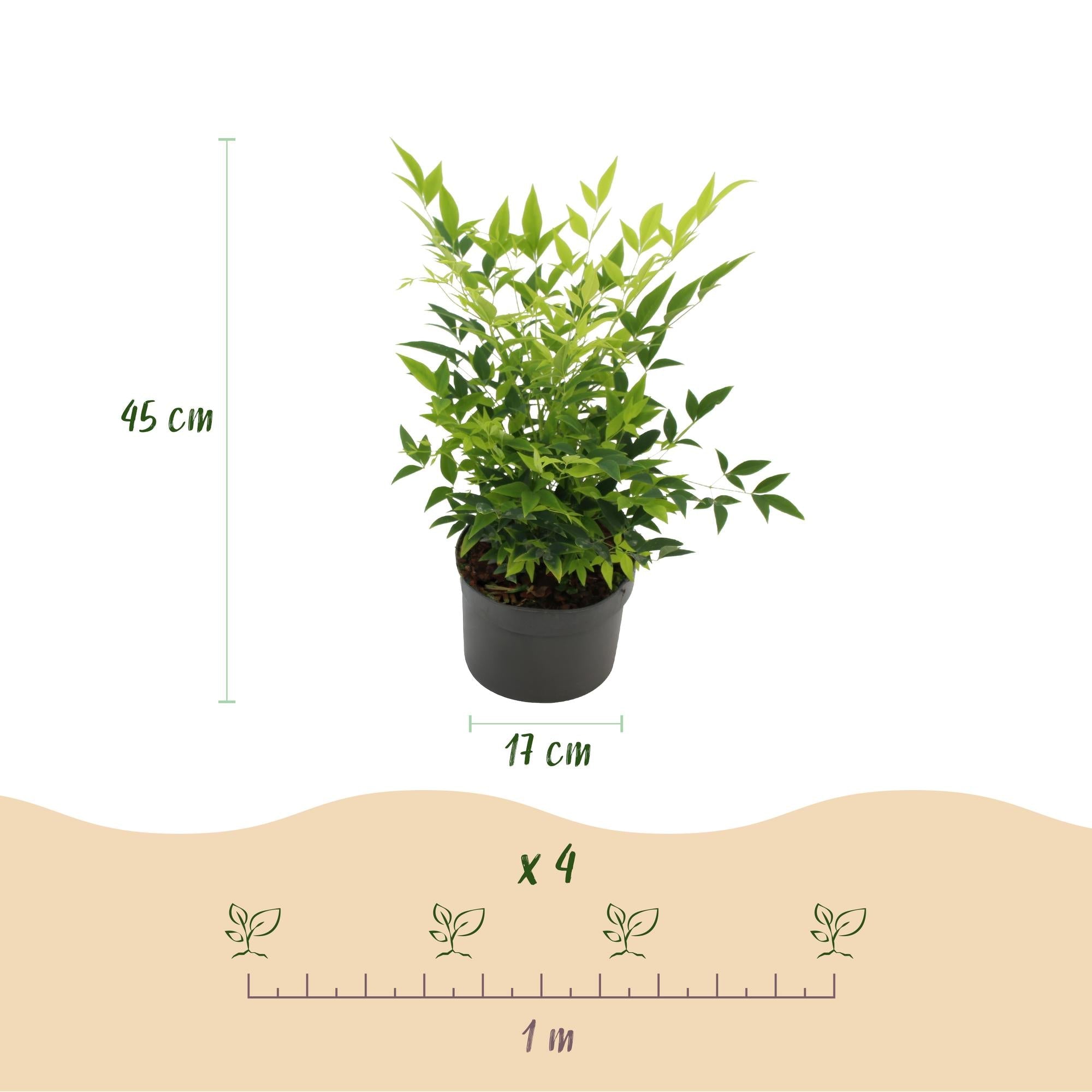 green-guardia-lemon-lime-nandina-zierstrauch-17-cm-topf image 2