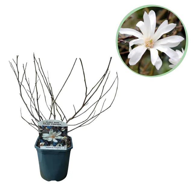 green-guardia-unsere-pflanzen-magnolia-stellata-zierstrauch-wei image 1
