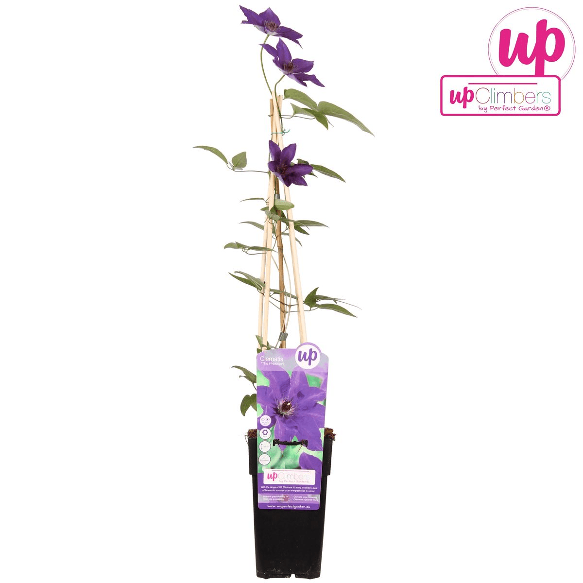 green-guardia-the-president-clematis-lila-15-cm-topf-65-cm image 4
