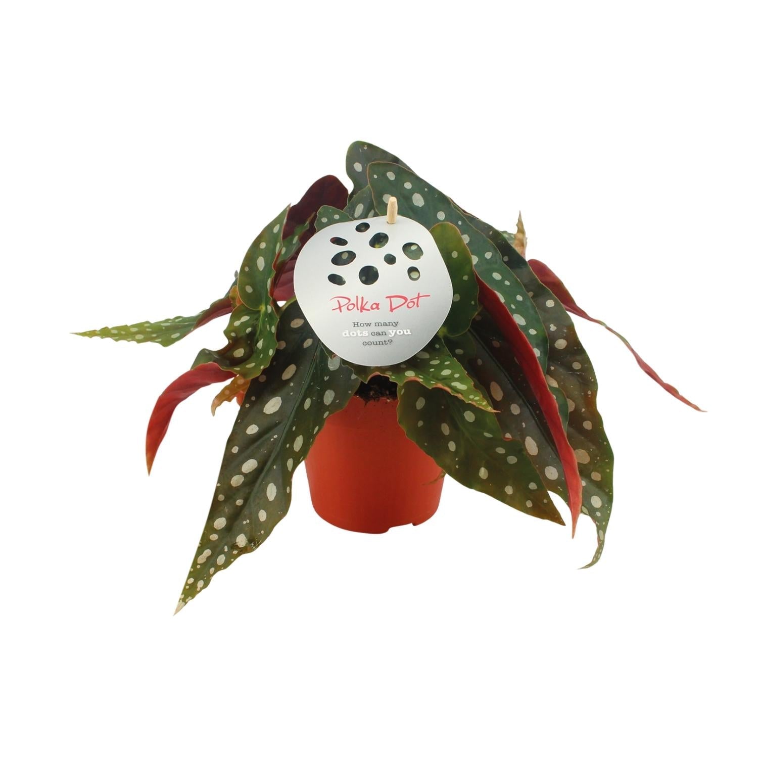 green-guardia-forellenbegonie-begonia-maculata-pflanze-12cm-topf image 1