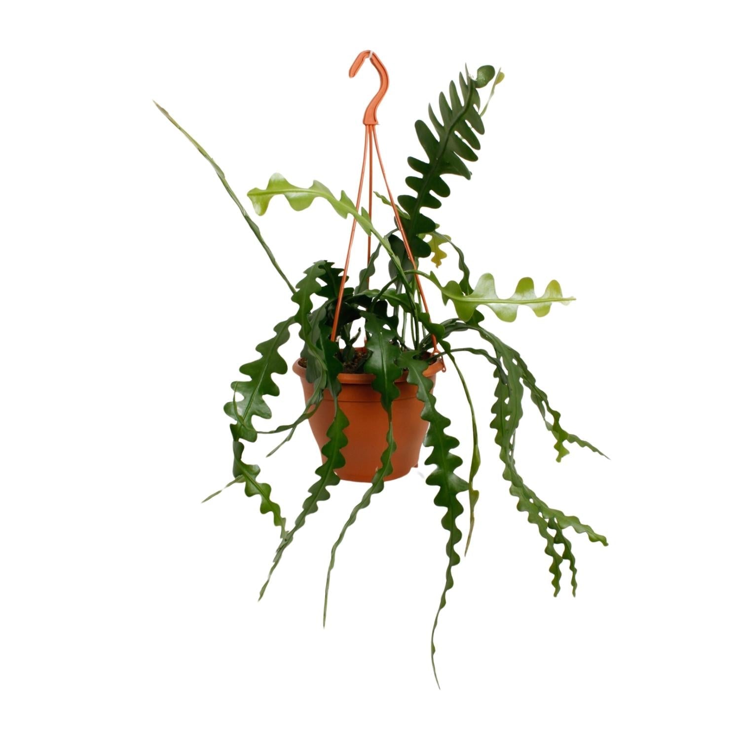 green-guardia-epiphyllum-anguliger-zickzackkaktus-14cm-35cm image 1