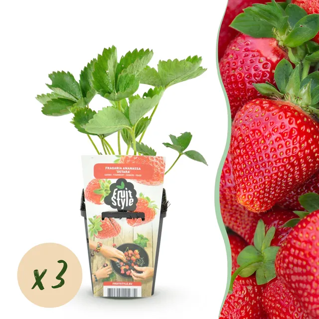 green-guardia-fragaria-maxim-erdbeere-3-pflanzen-9cm image 1