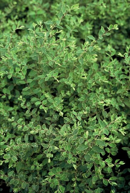 green-guardia-unsere-pflanzen-symphoricarpos-hancock-bodendecker-9cm image 5