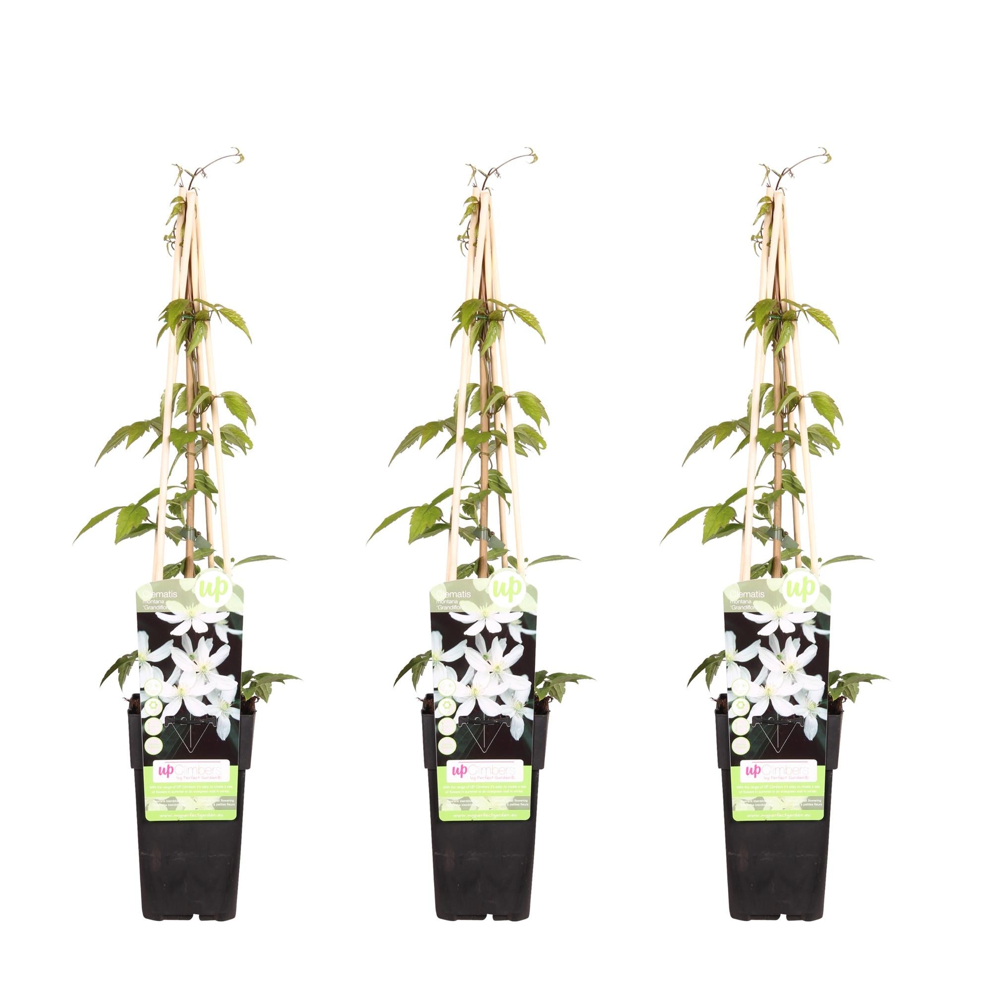 green-guardia-clematis-grandiflora-kletterpflanze-1-pflanze image 3