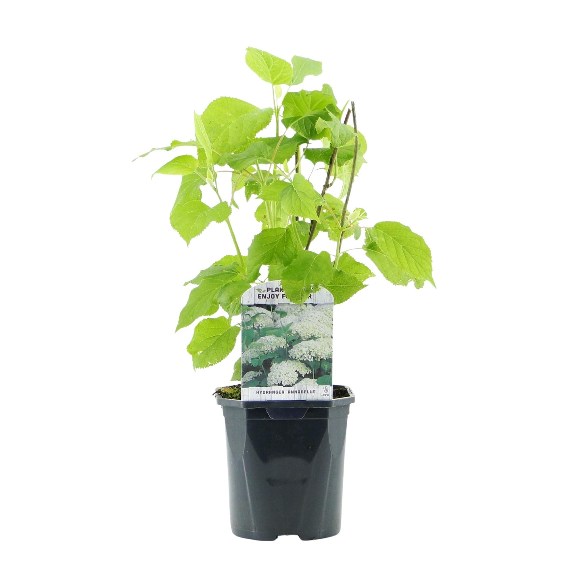 green-guardia-annabelle-hortensie-wei-17-cm-topf-50-cm image 2