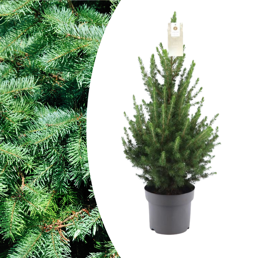 green-guardia-zwergfichte-conica-weihnachtsbaum-im-topf-70-cm image 1