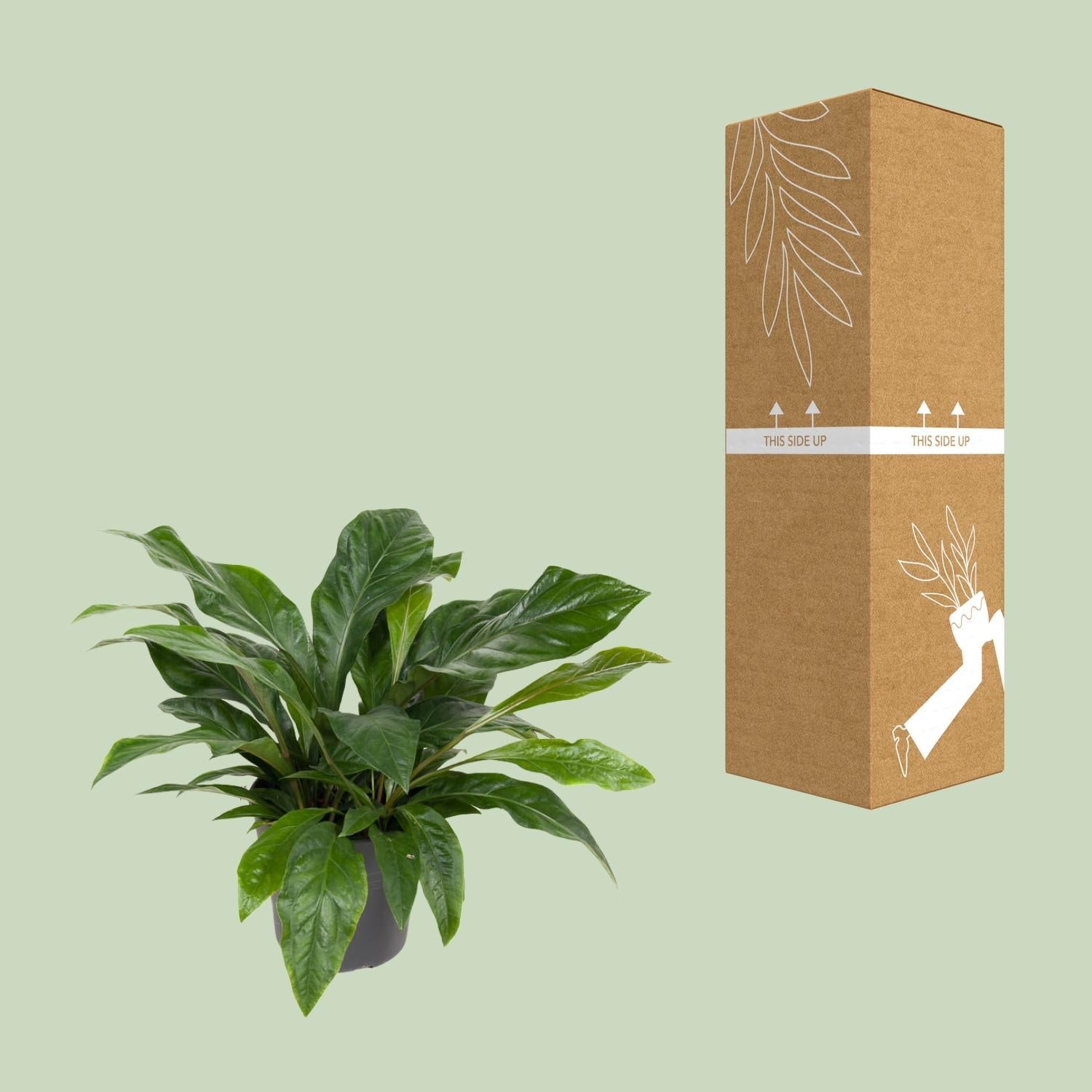 green-guardia-anthurium-jungle-bush-flamingoblume-30-cm-topf image 3