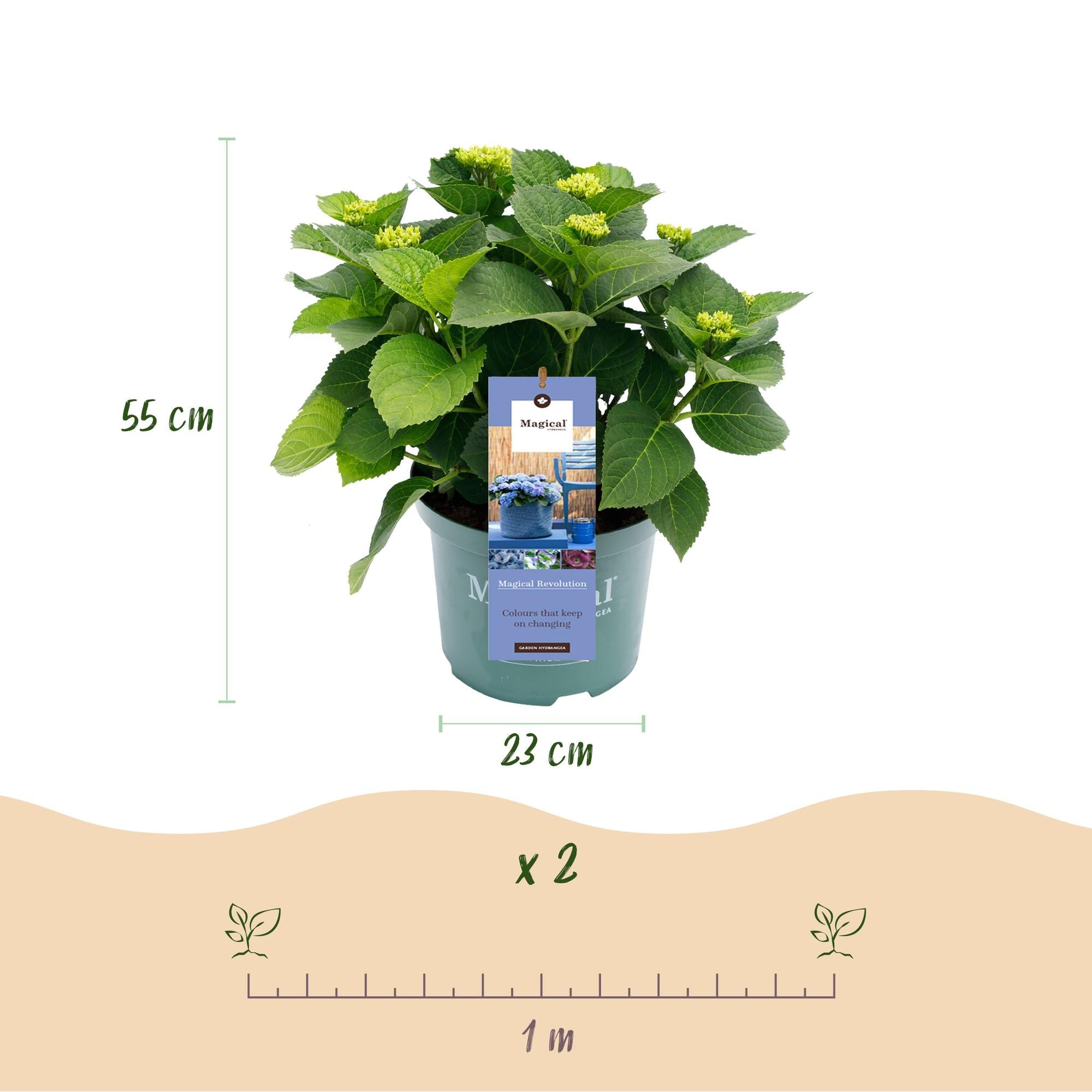 green-guardia-unsere-pflanzen-hortensie-magical-revolution-blue-23cm-topf image 2