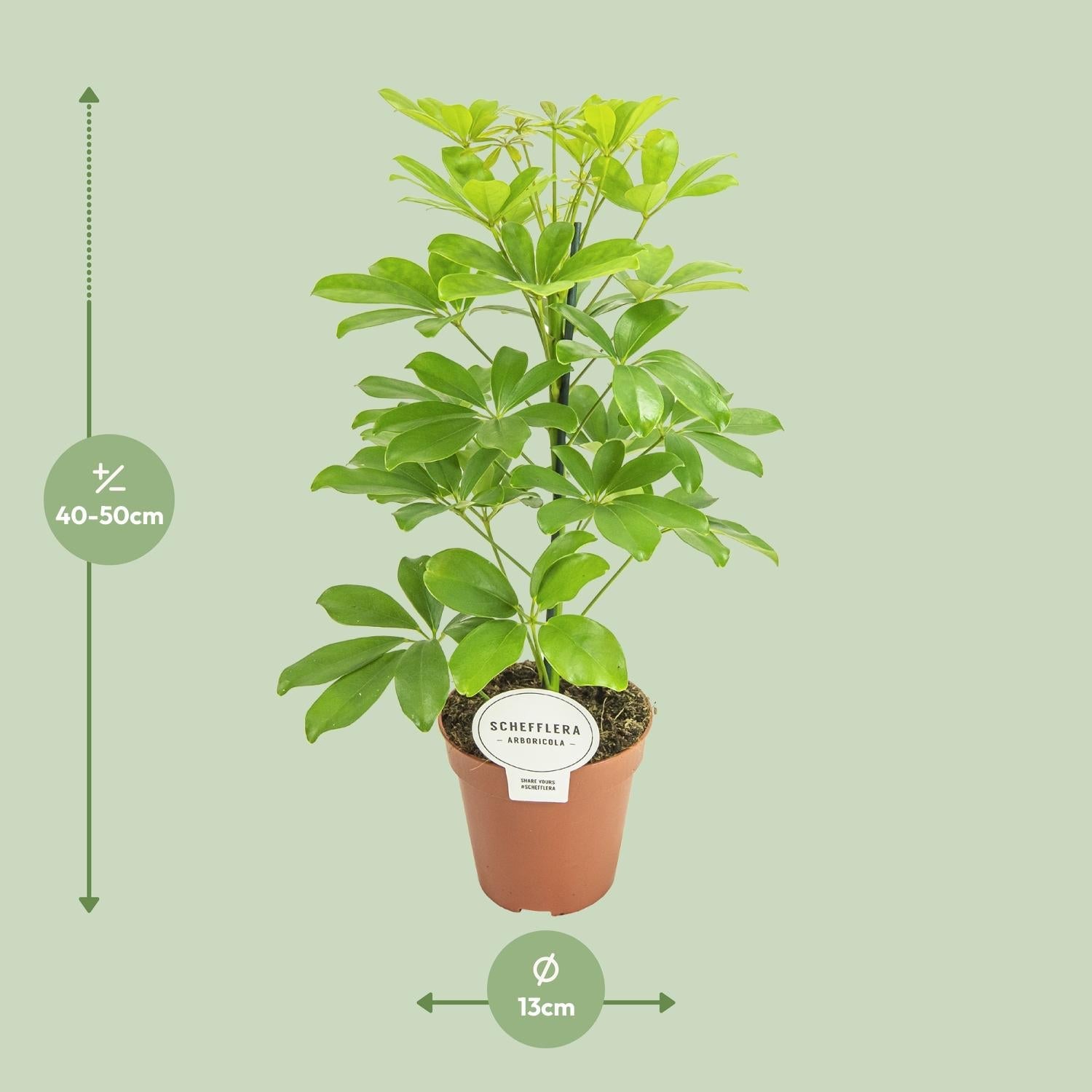 green-guardia-unsere-pflanzen-schefflera-nora-schirmbaum-35-45cm image 2