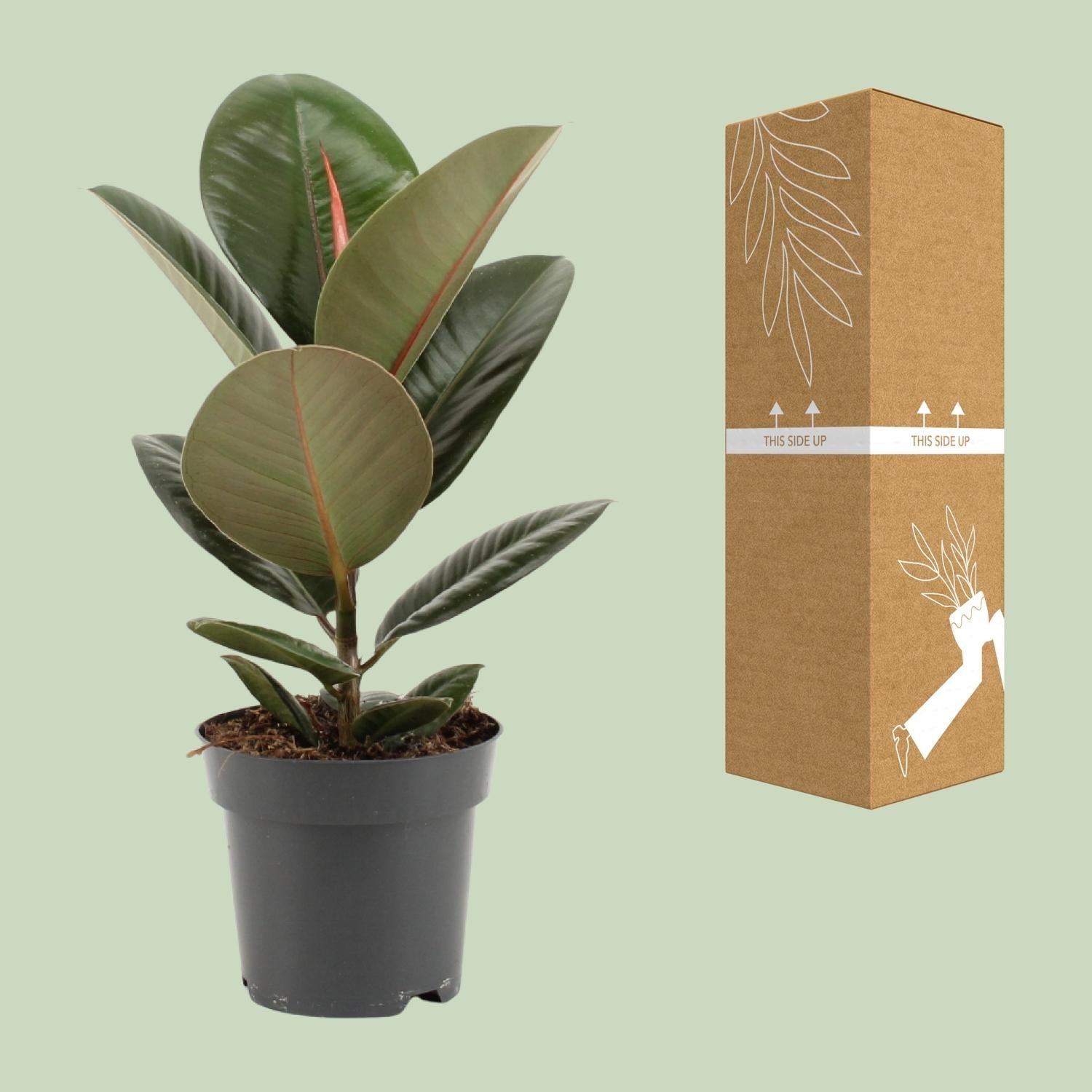green-guardia-unsere-pflanzen-ficus-elastica-robusta-gummibaum-35-cm image 2