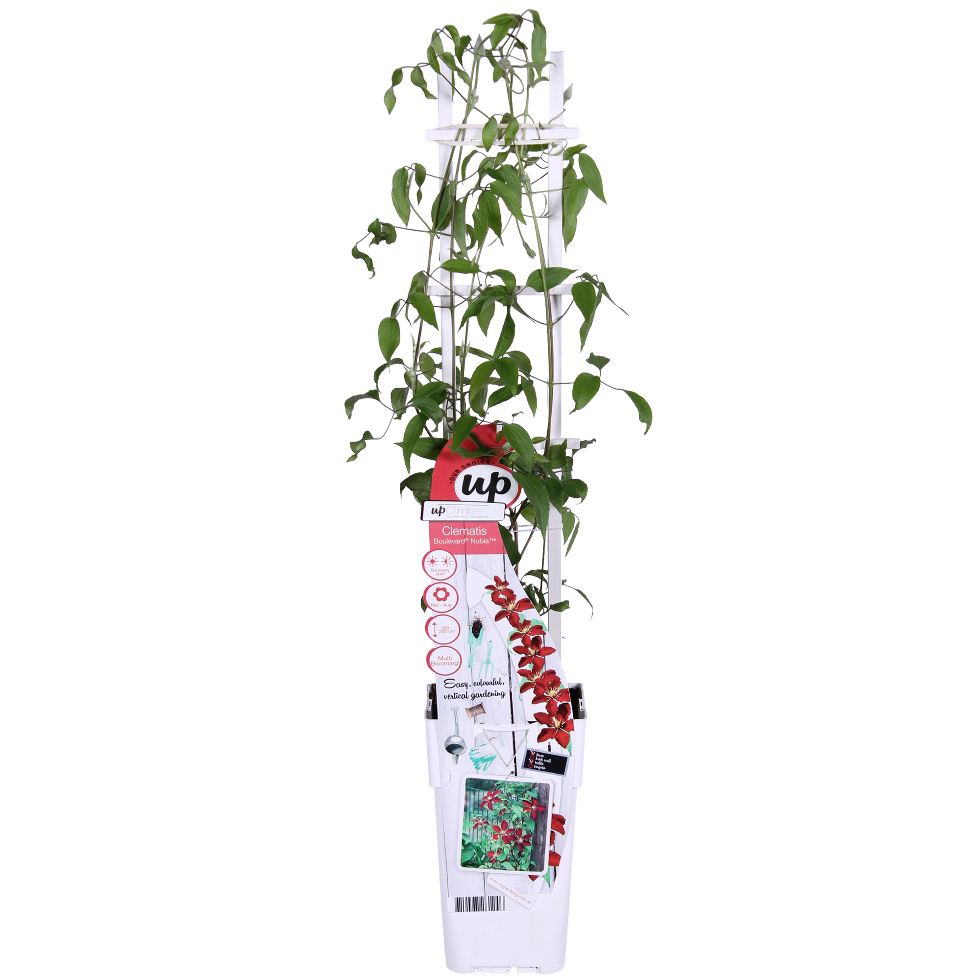 green-guardia-clematis-nubia-rot-kletterpflanze-65cm-k-bel image 6