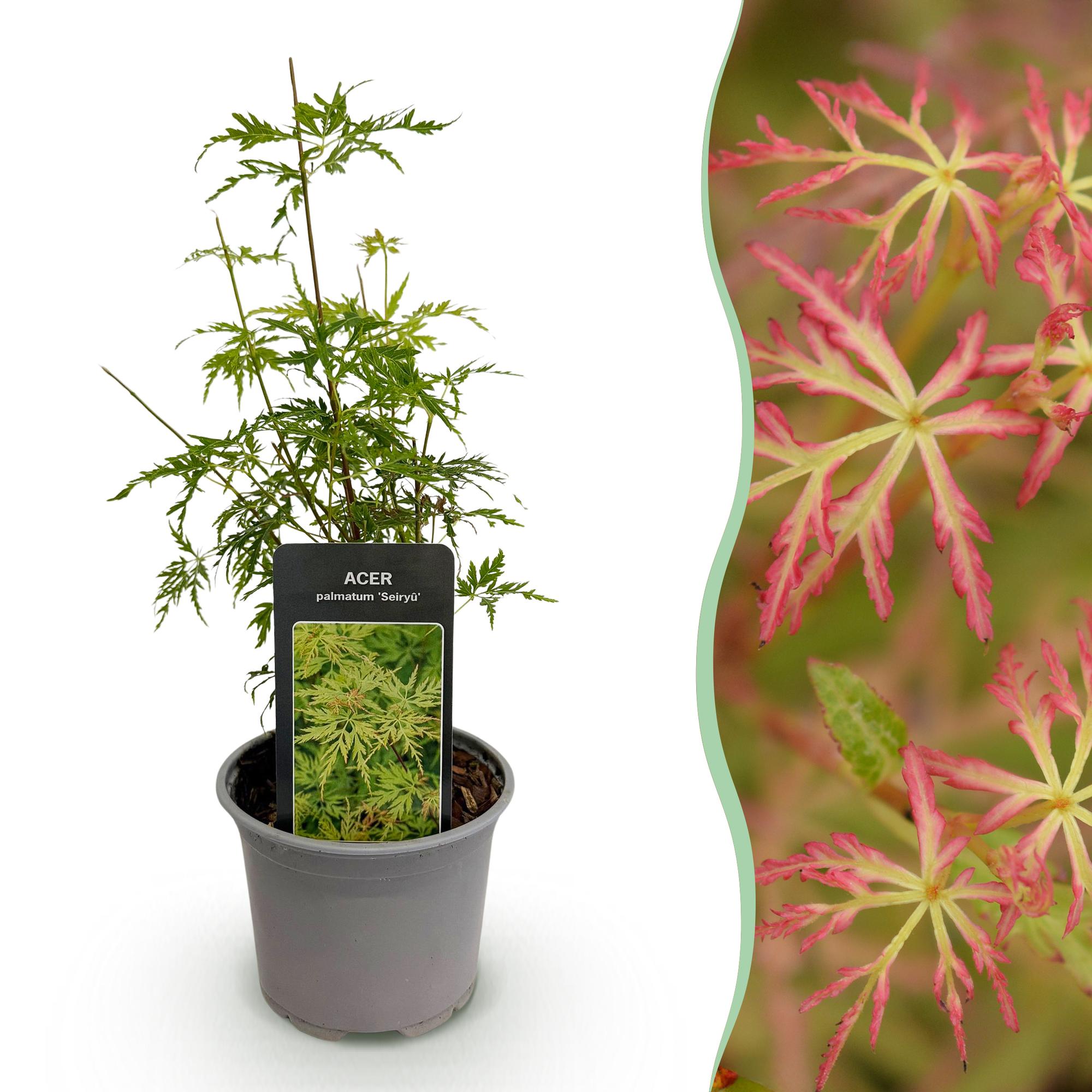 green-guardia-unsere-pflanzen-acer-seiryu-f-cherahorn-12cm-herbstf-rbung image 1