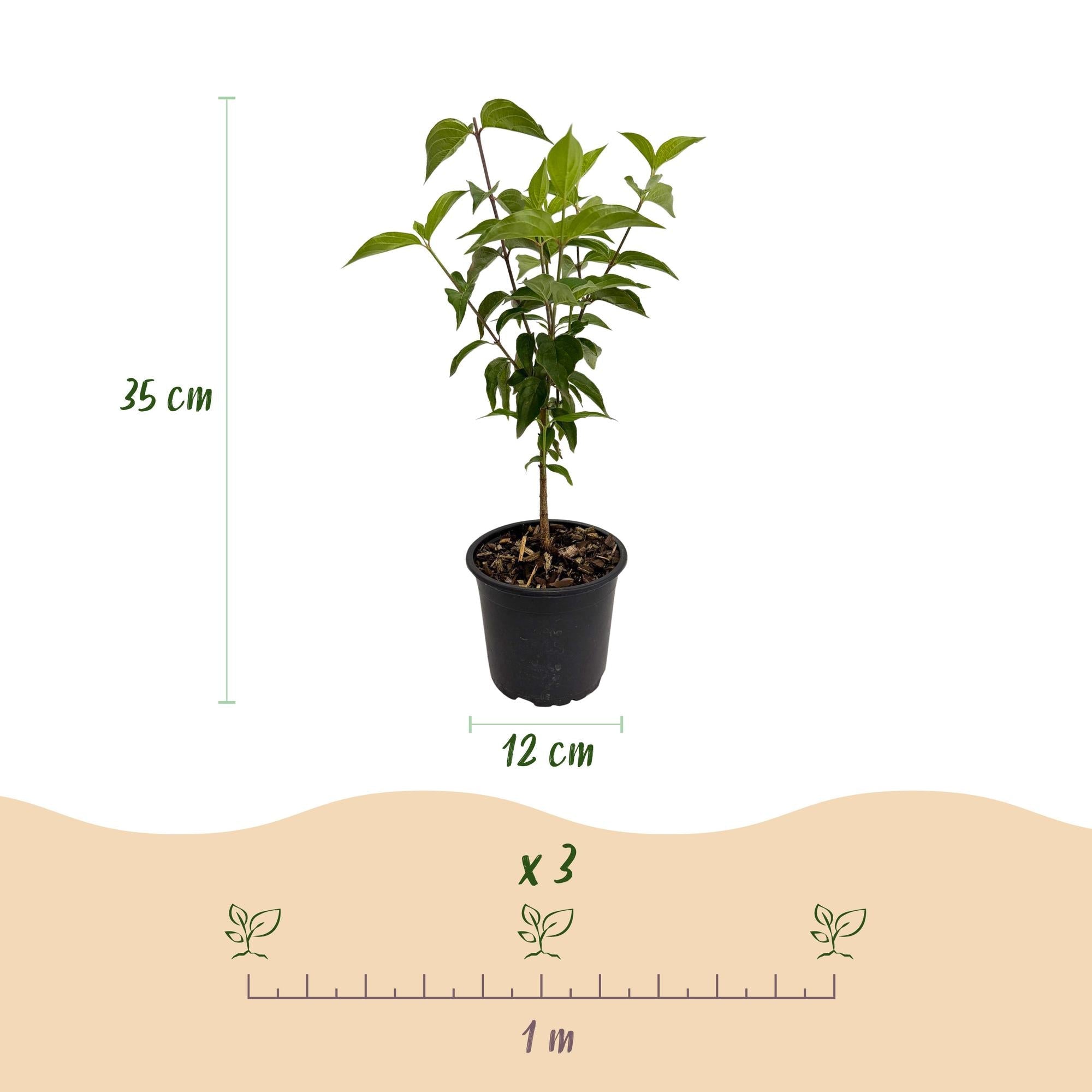 green-guardia-cornus-kousa-chinensis-bl-tenstrauch-12cm-topf-wei image 2