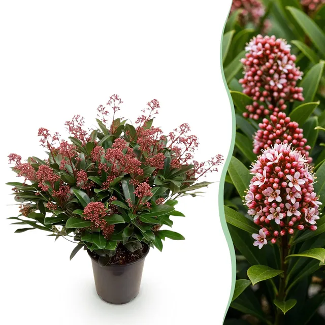 green-guardia-skimmia-rubella-rote-bl-ten-3-pflanzen image 1