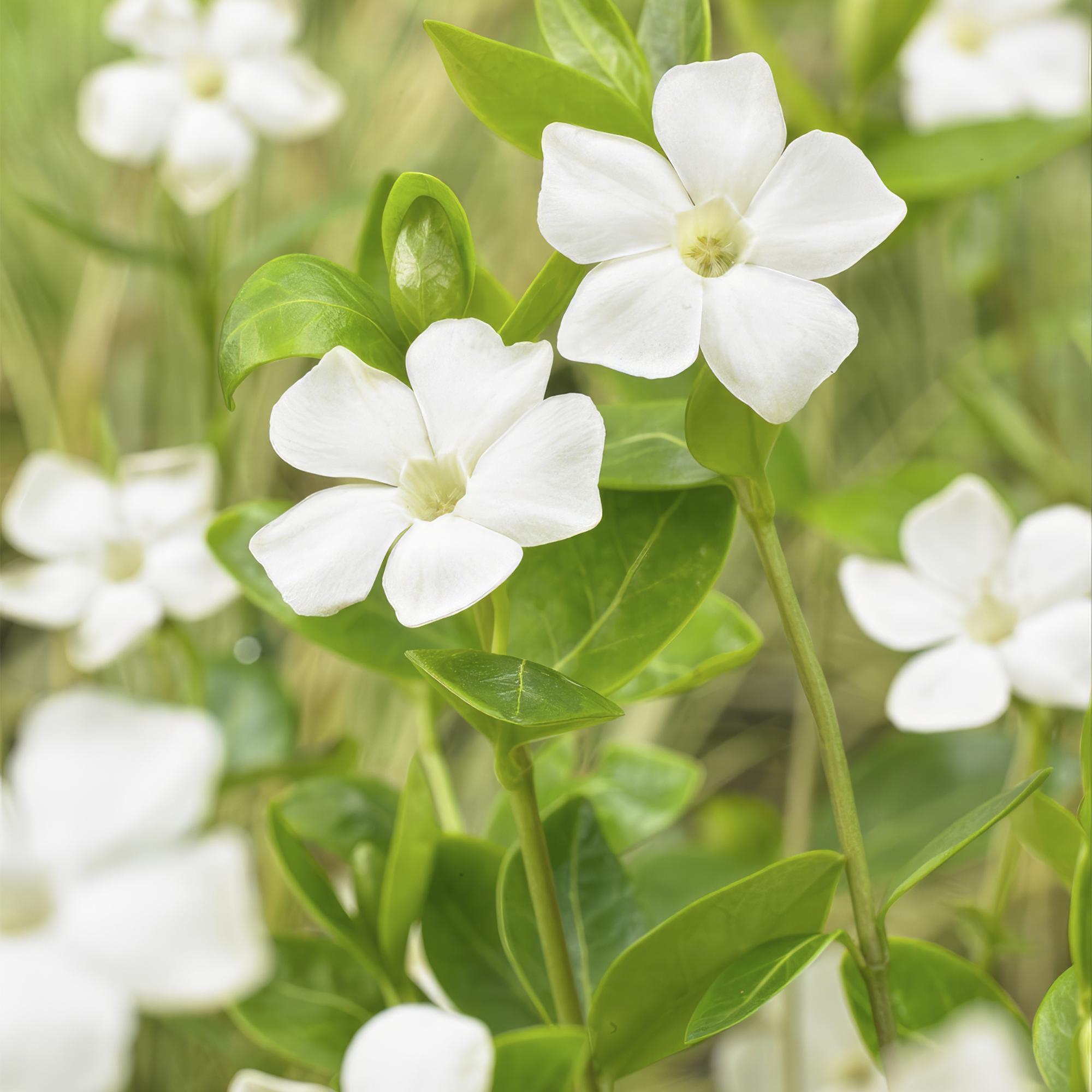 green-guardia-vinca-minor-alba-bodendecker-12-pflanzen-wei-winterhart image 4