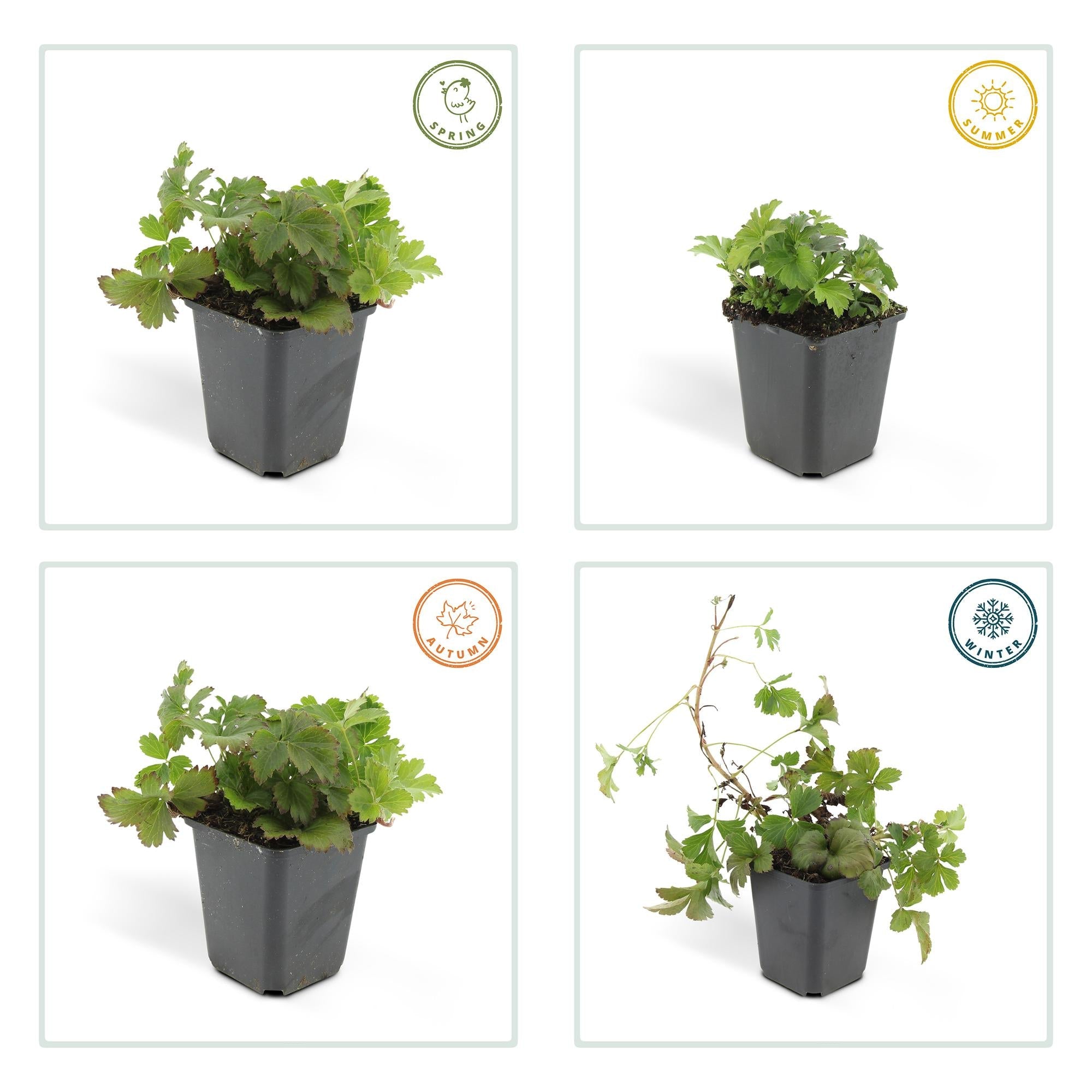 green-guardia-unsere-pflanzen-waldsteinia-bodendecker-6x-immergr-n image 3