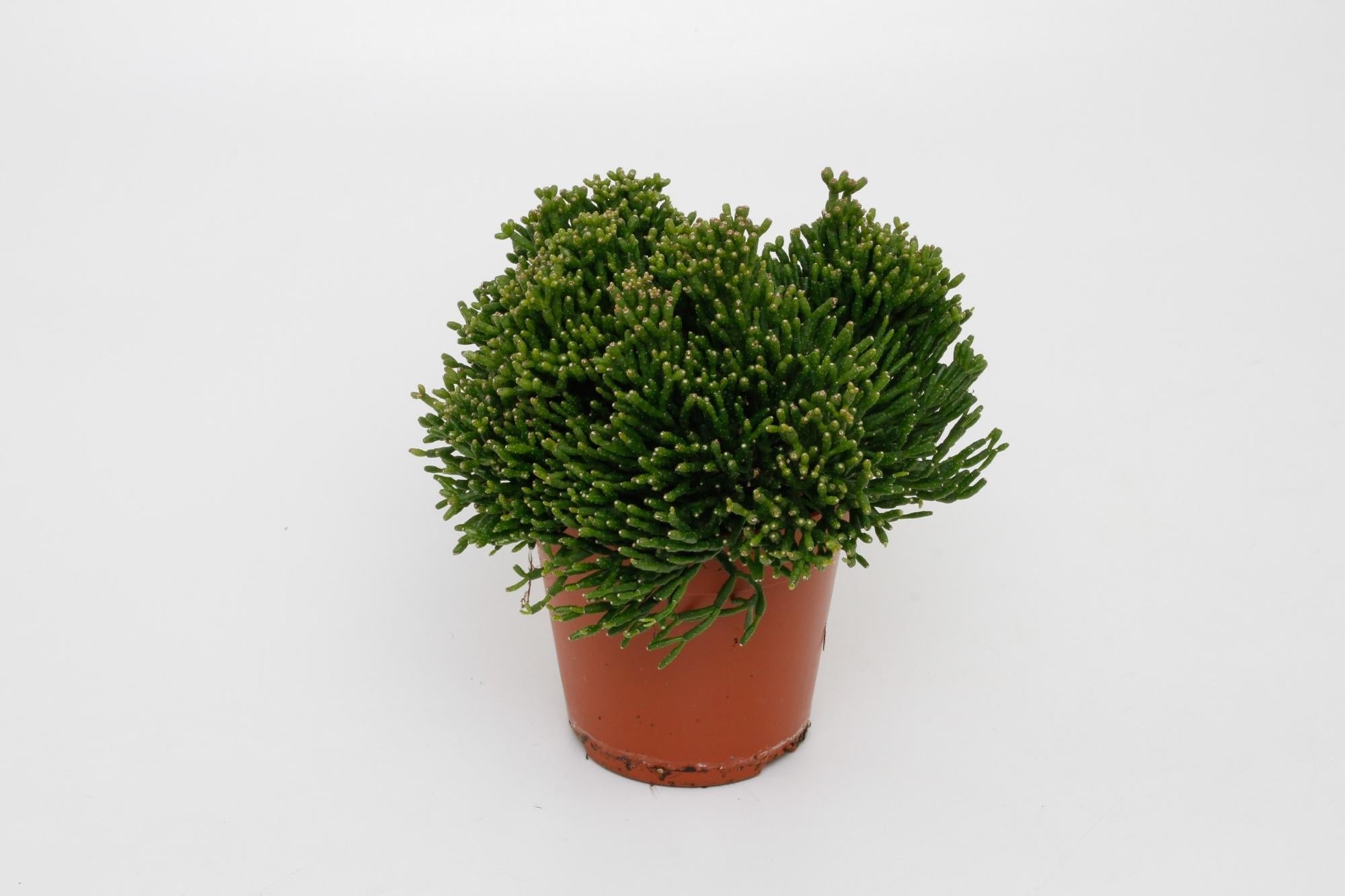 green-guardia-unsere-pflanzen-hatiora-rutenkaktus-12-cm-topf image 1