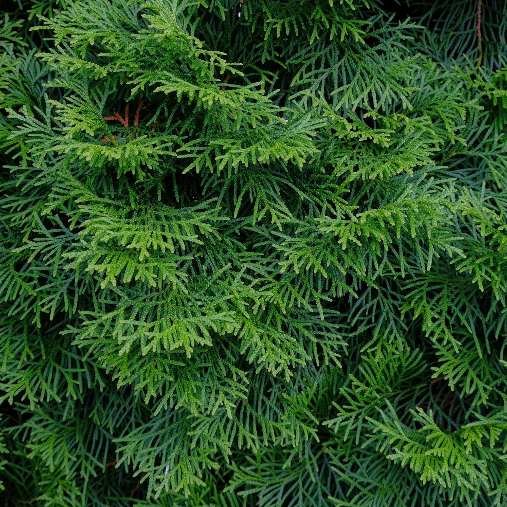 green-guardia-smaragd-thuja-heckenpflanze-8-pflanzen-immergr-n image 4