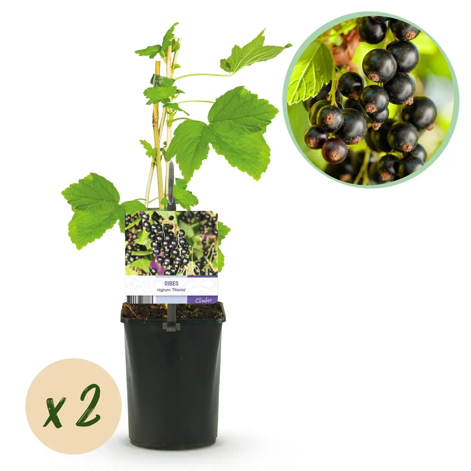 green-guardia-unsere-pflanzen-ribes-titania-johannisbeere-2x-40cm image 1