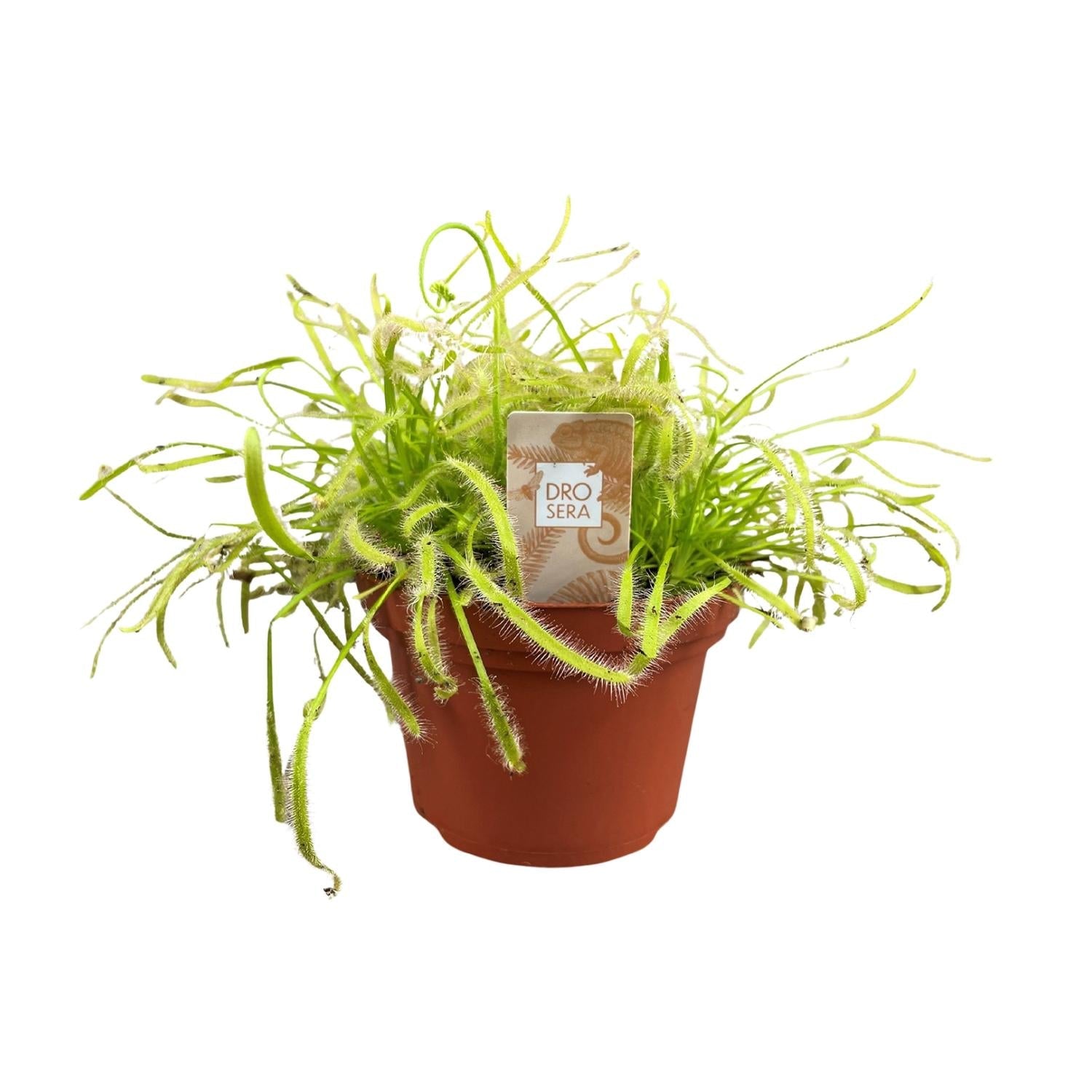 green-guardia-drosera-capensis-sonnentau-fleischfressende-pflanze-12cm image 1